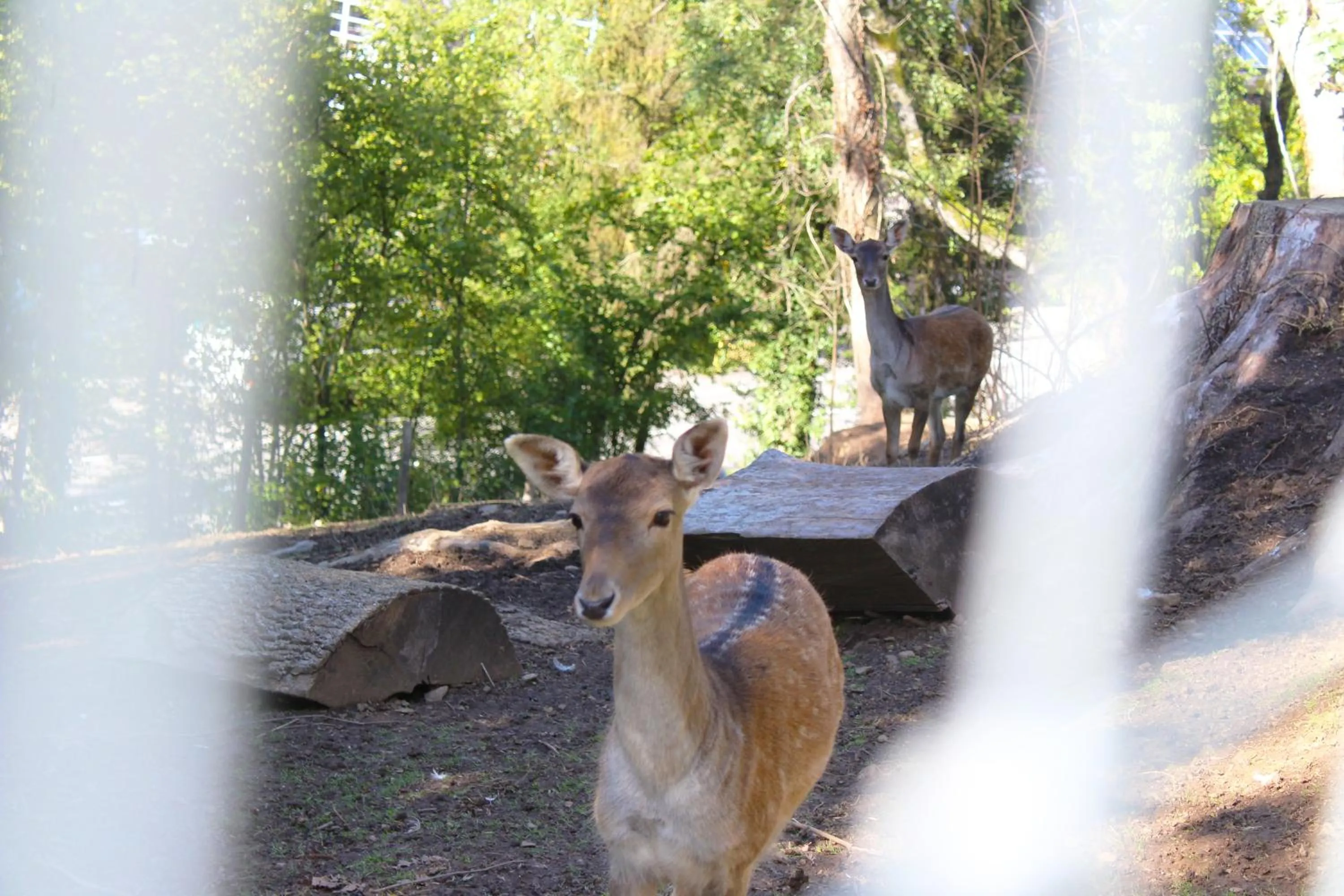 Garden in Chez Madame Irma