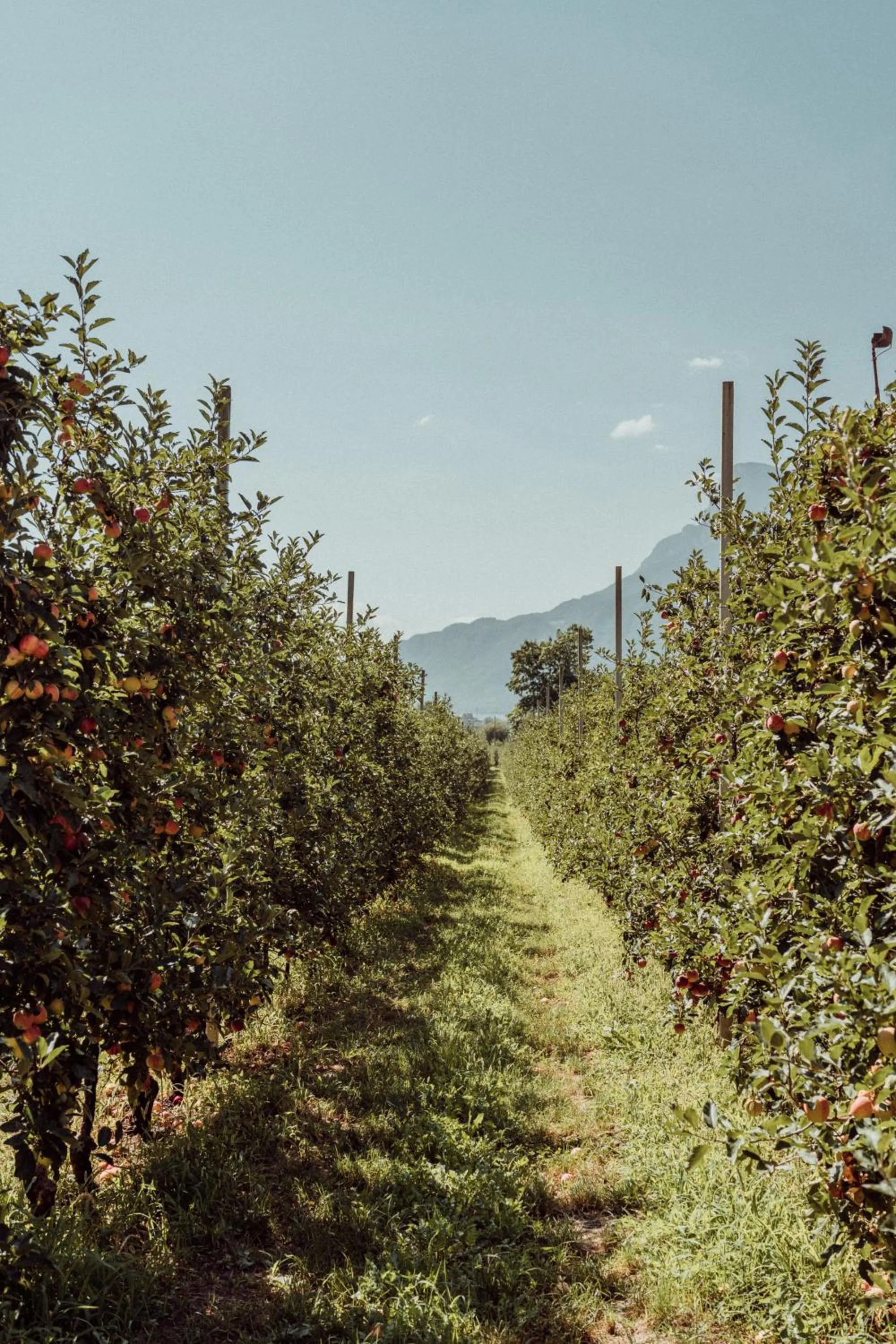 Garden in Biohotel theiner's garten