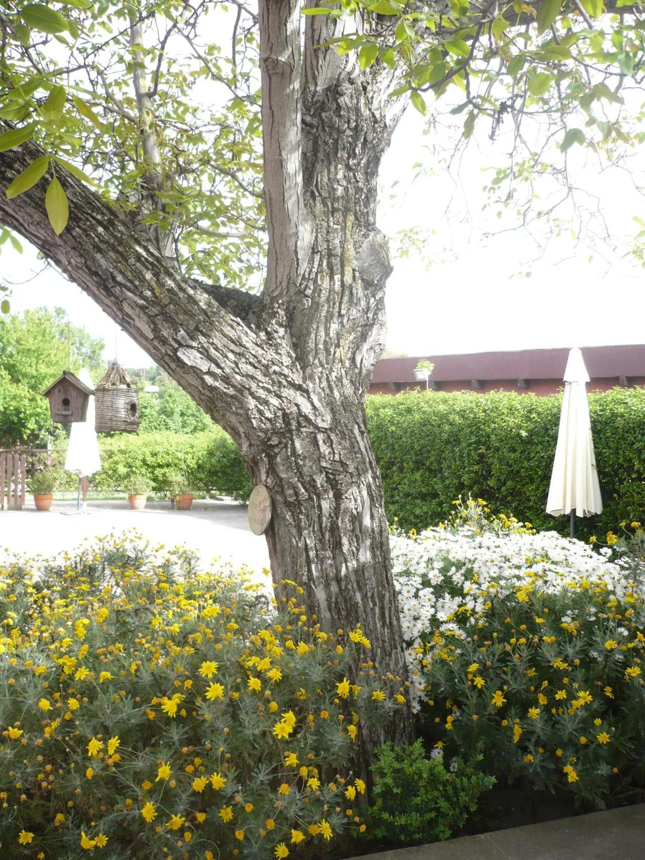 Garden in Il Baffetto B&B