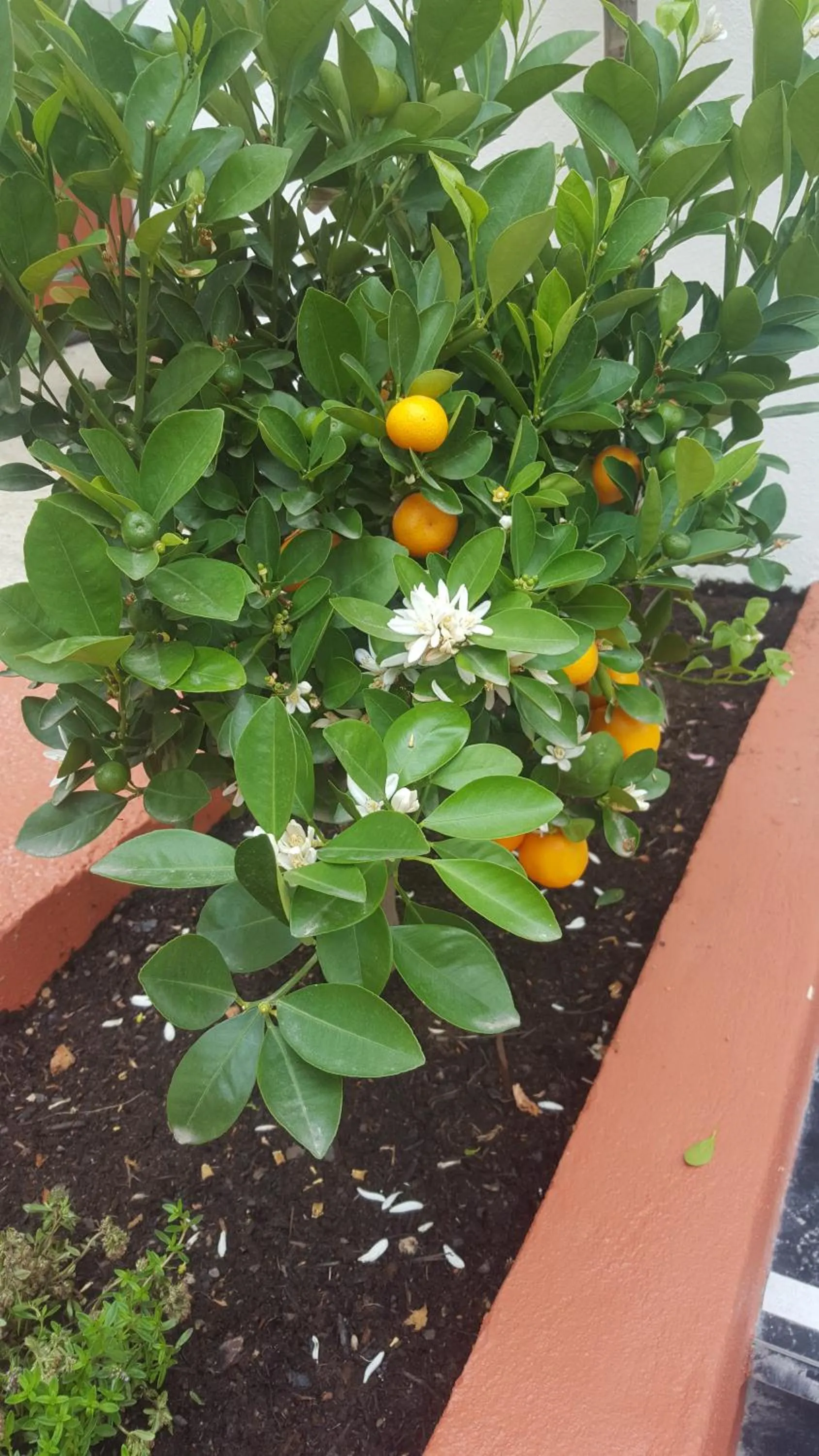 Garden in Boutique Hotel Nice Côte d'azur