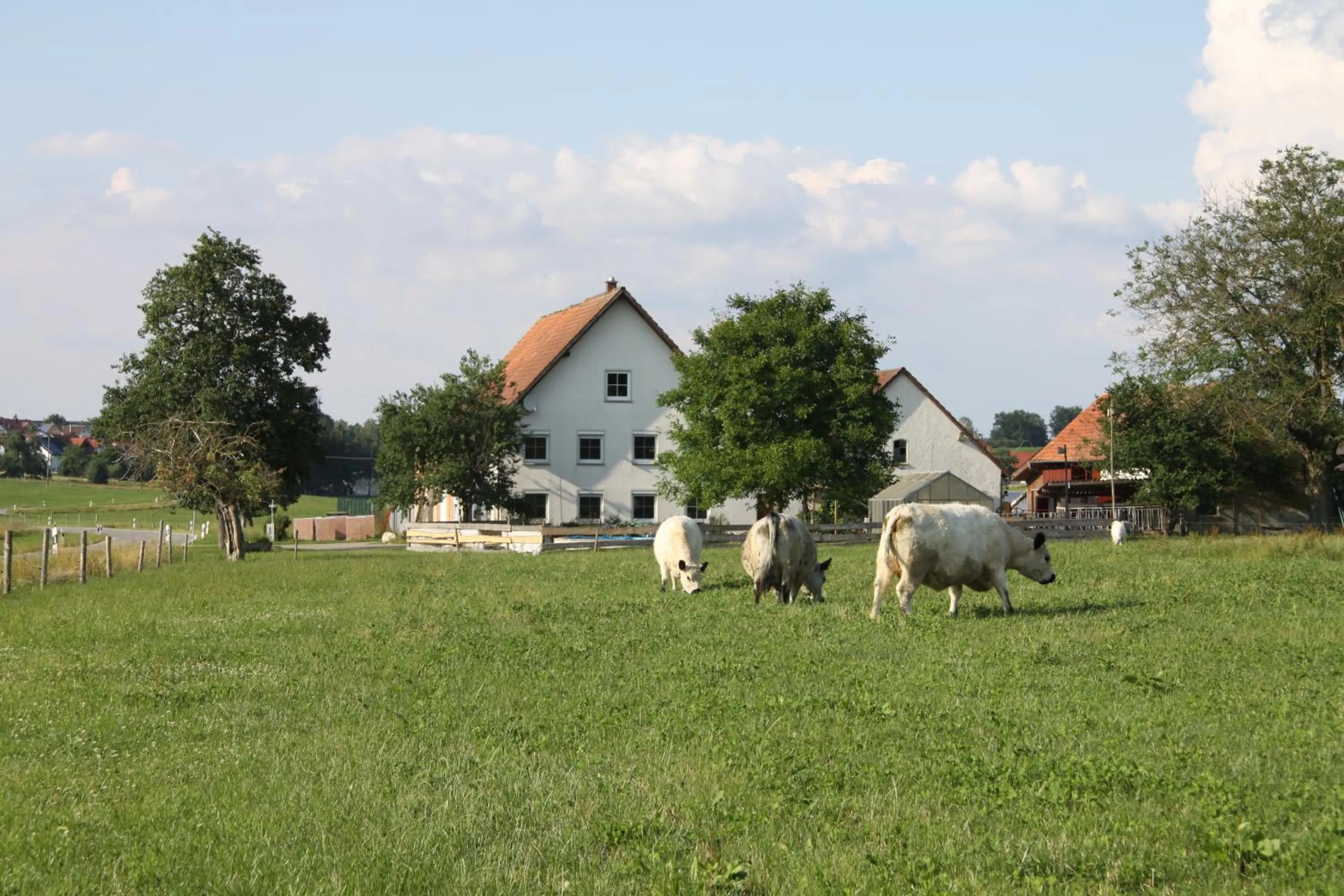 Traubshof