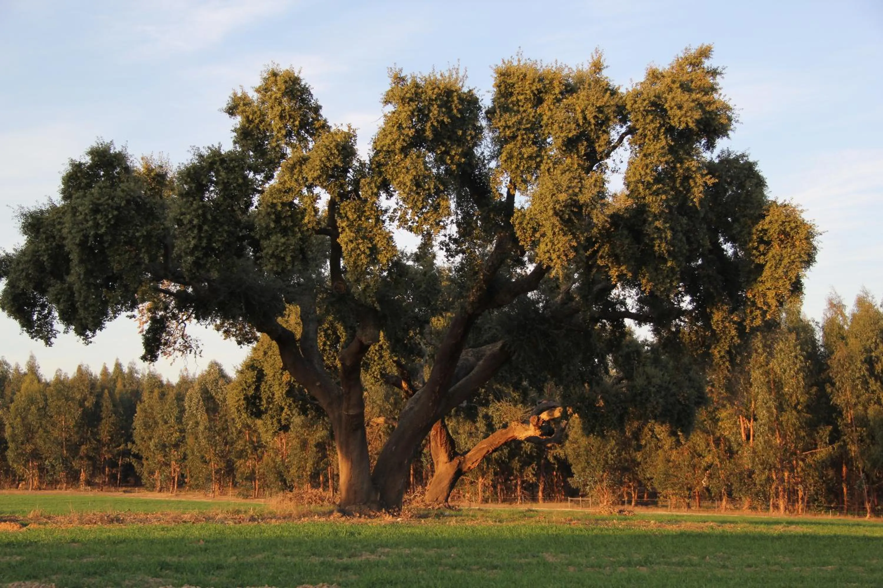 Spring in Refugio Das Origens