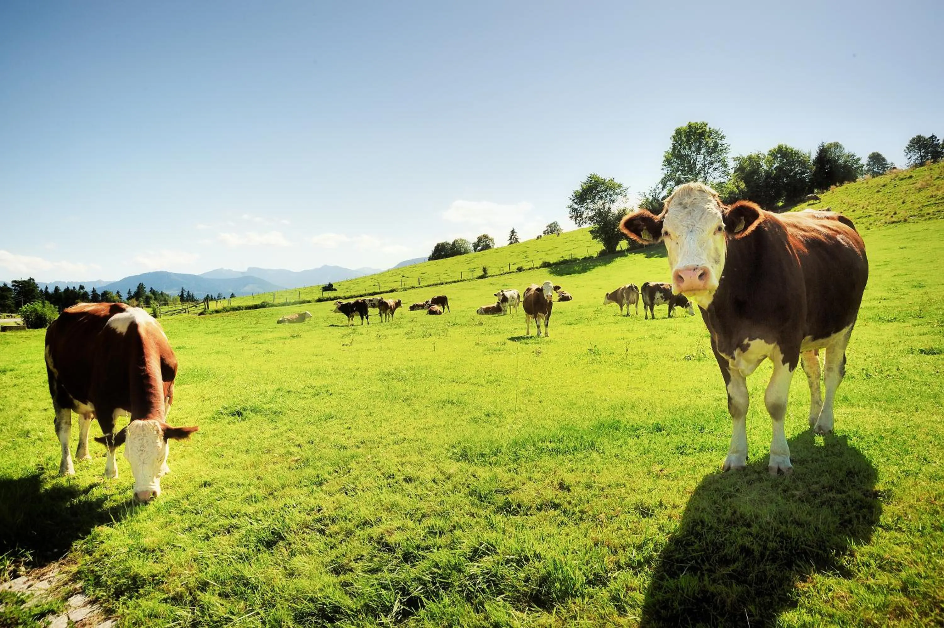 Animals in Landhotel Böld Oberammergau