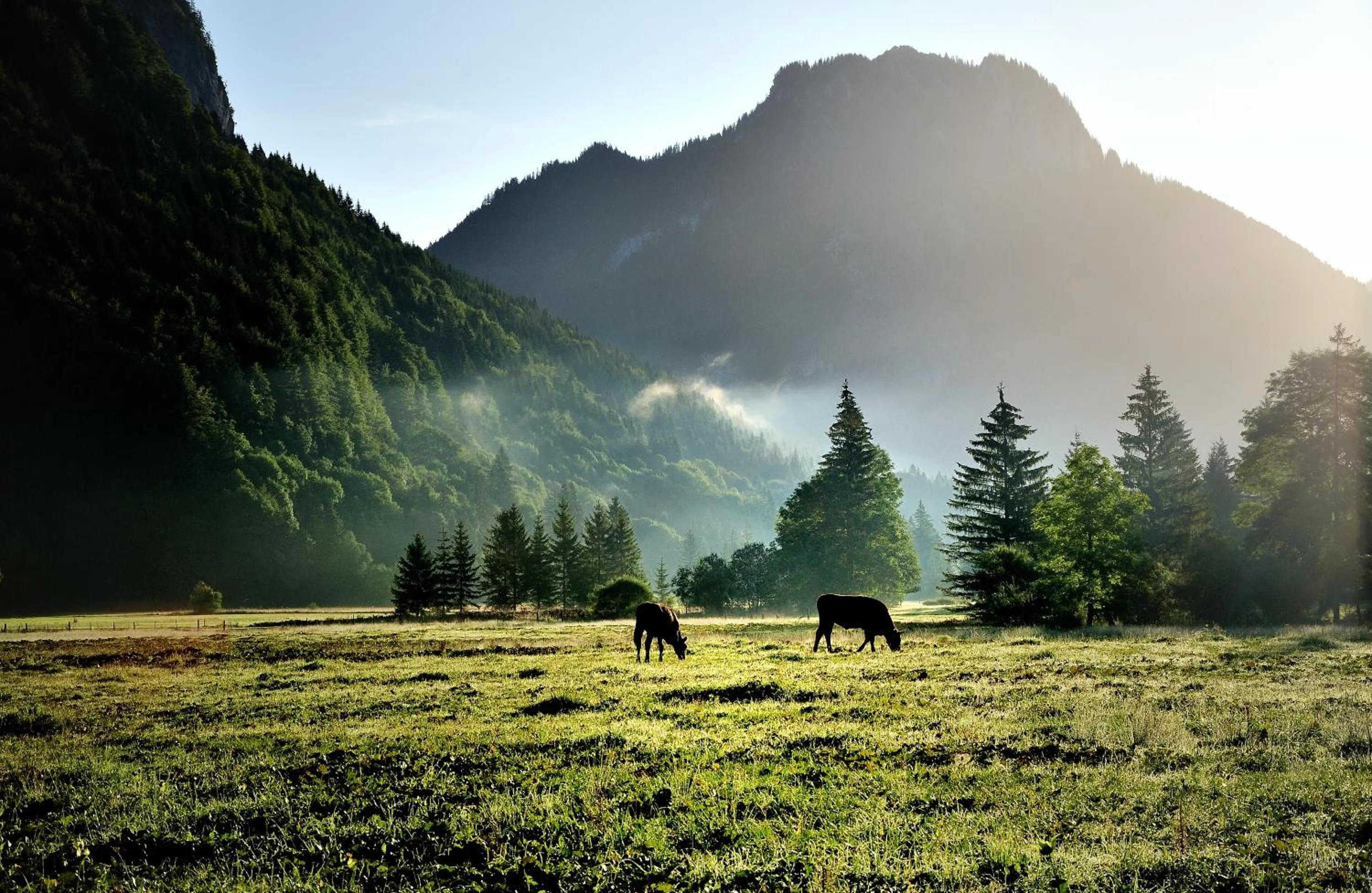 Animals in Landhotel Böld Oberammergau