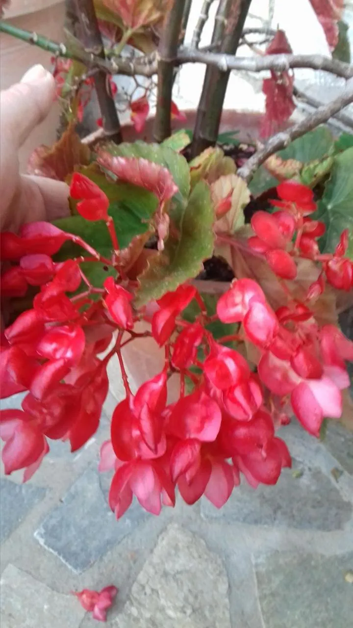 Spring in Green Hill Studios & Apartments