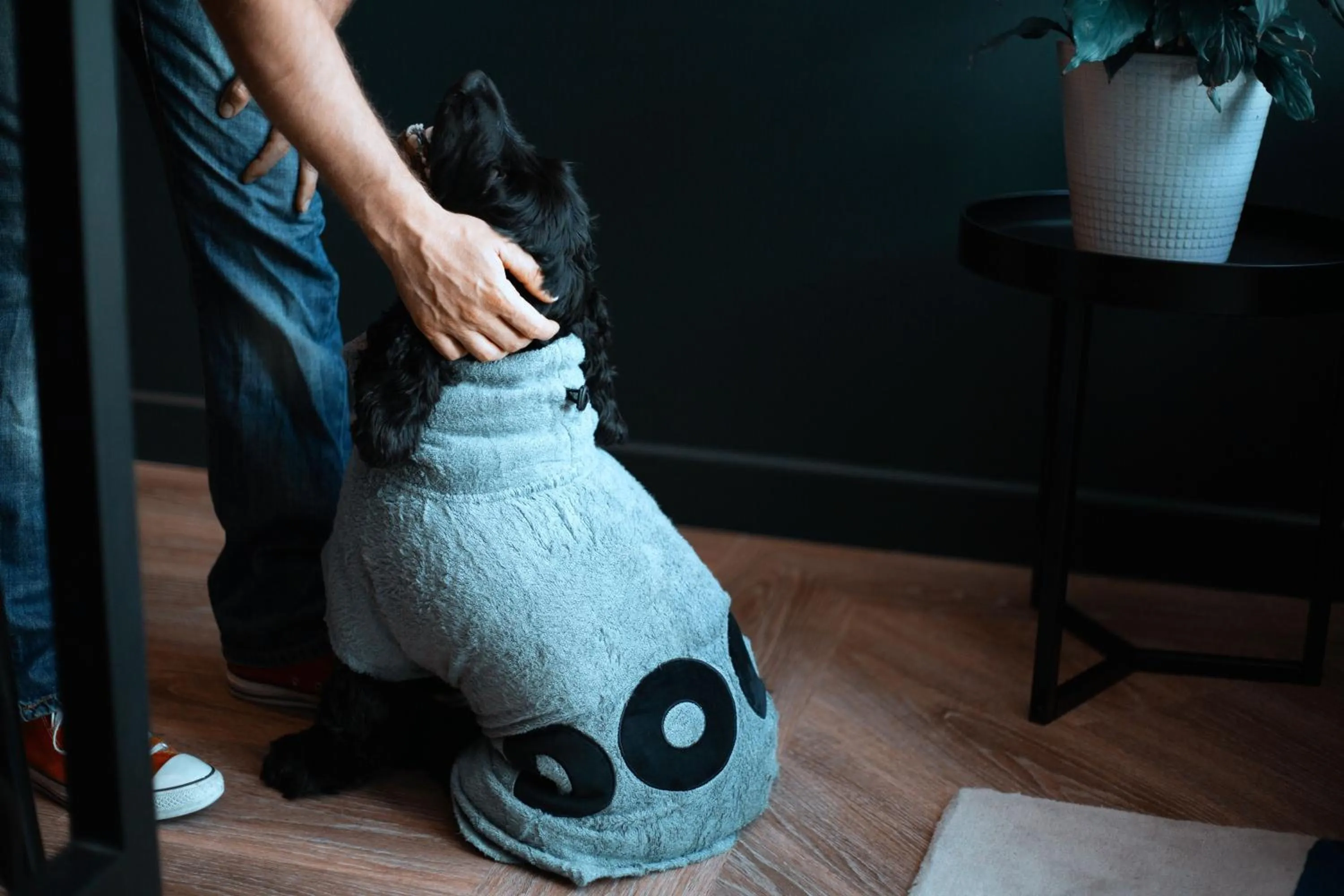 Pets in The Blue Hotel Bondi