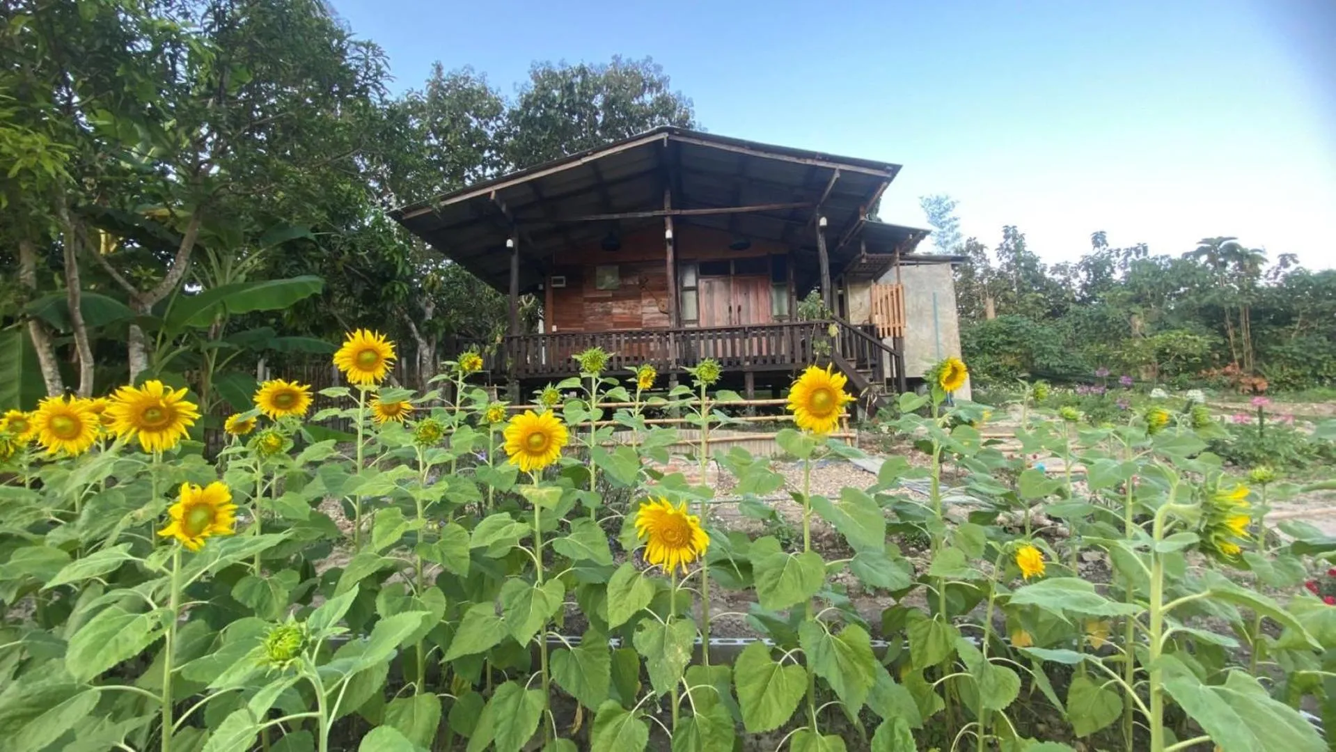 Garden in Nokkamin Home Chiang Dao