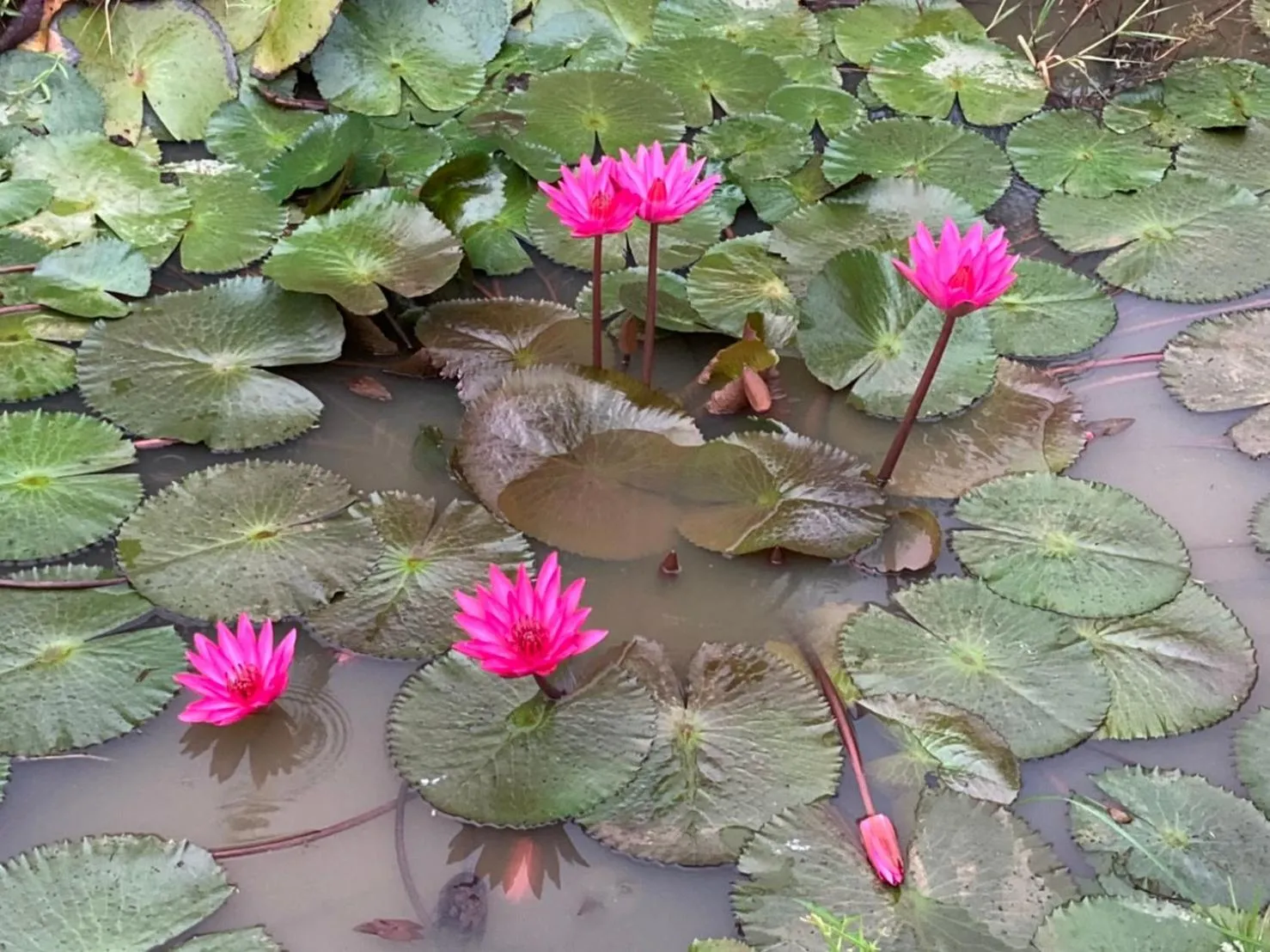 Lake view in Nokkamin Home Chiang Dao