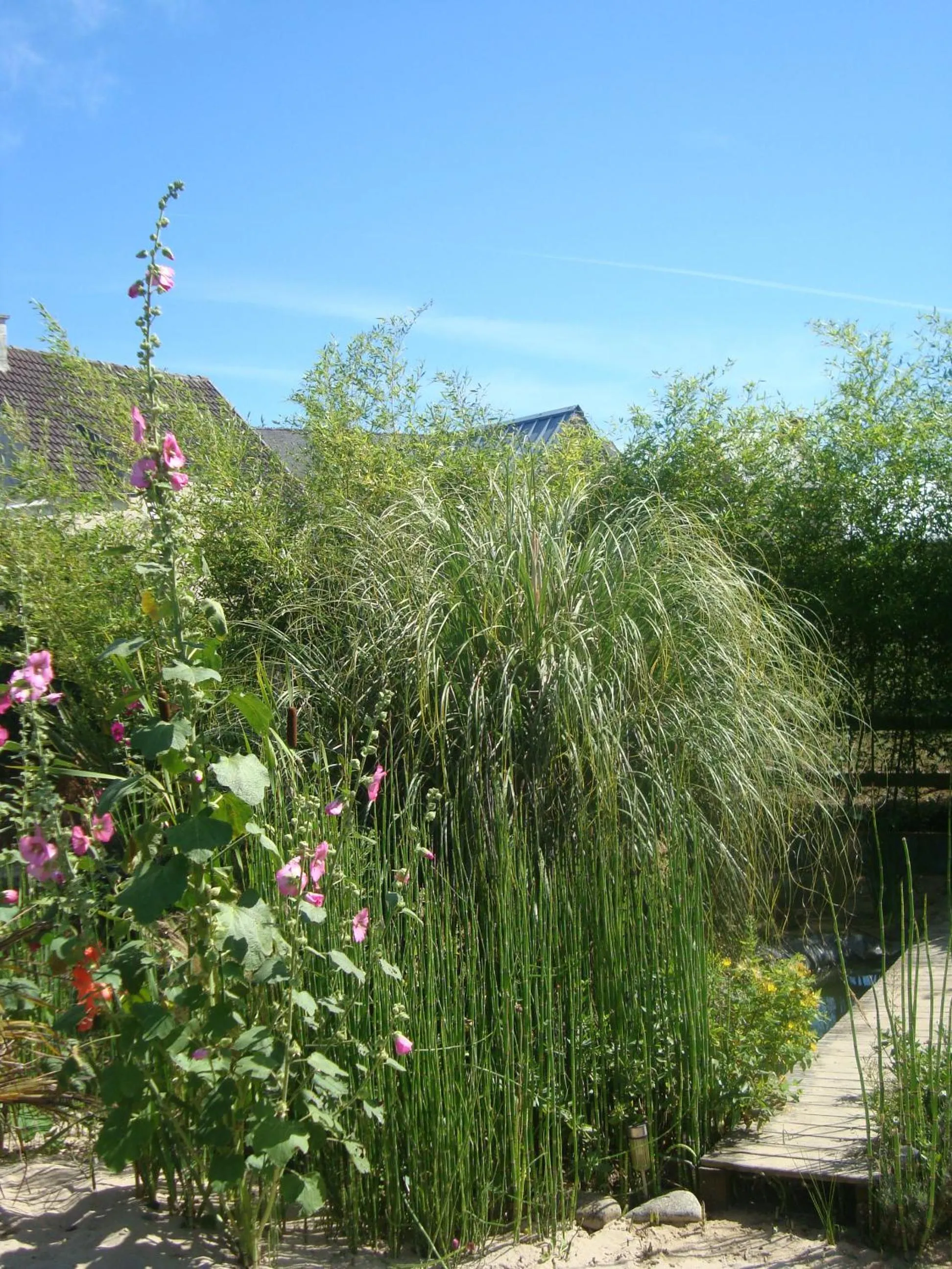 Garden in Studio "LA MEDINA", PISCINE dès le 12 juillet, JARDIN BOTANIQUE, COMMERCES &MER