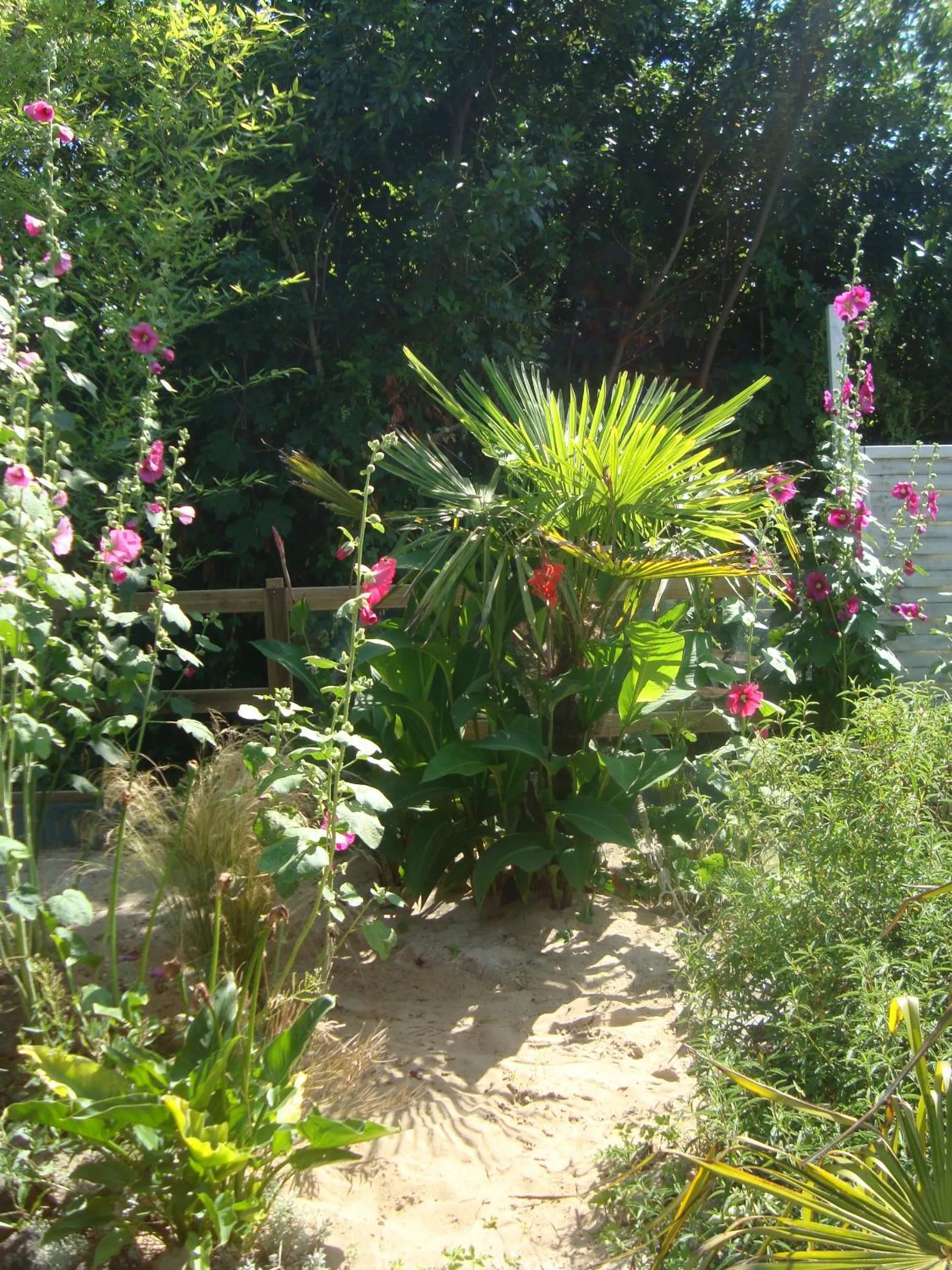 Garden in Studio "LA MEDINA", PISCINE dès le 12 juillet, JARDIN BOTANIQUE, COMMERCES &MER