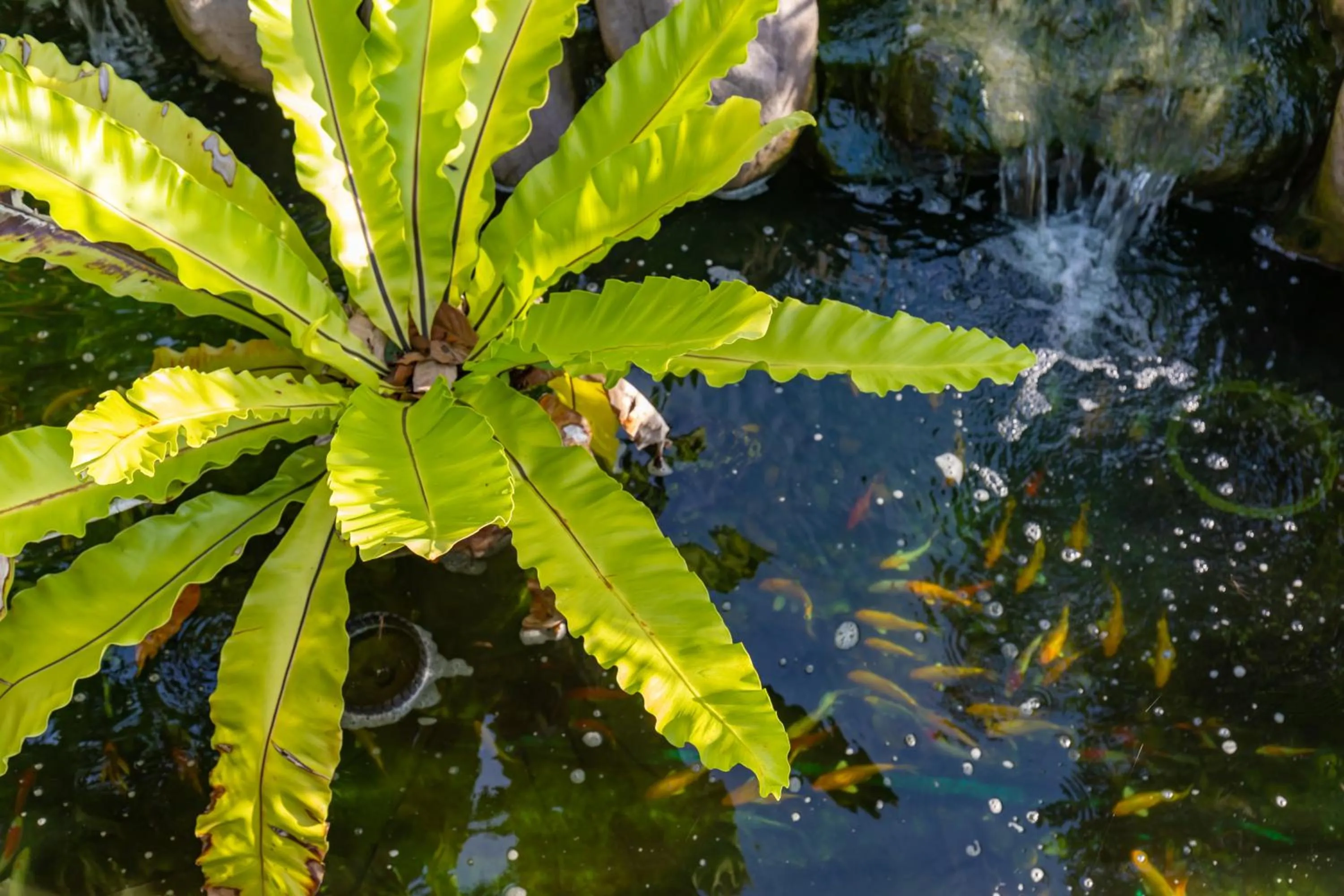 Garden in Nature Line Resort