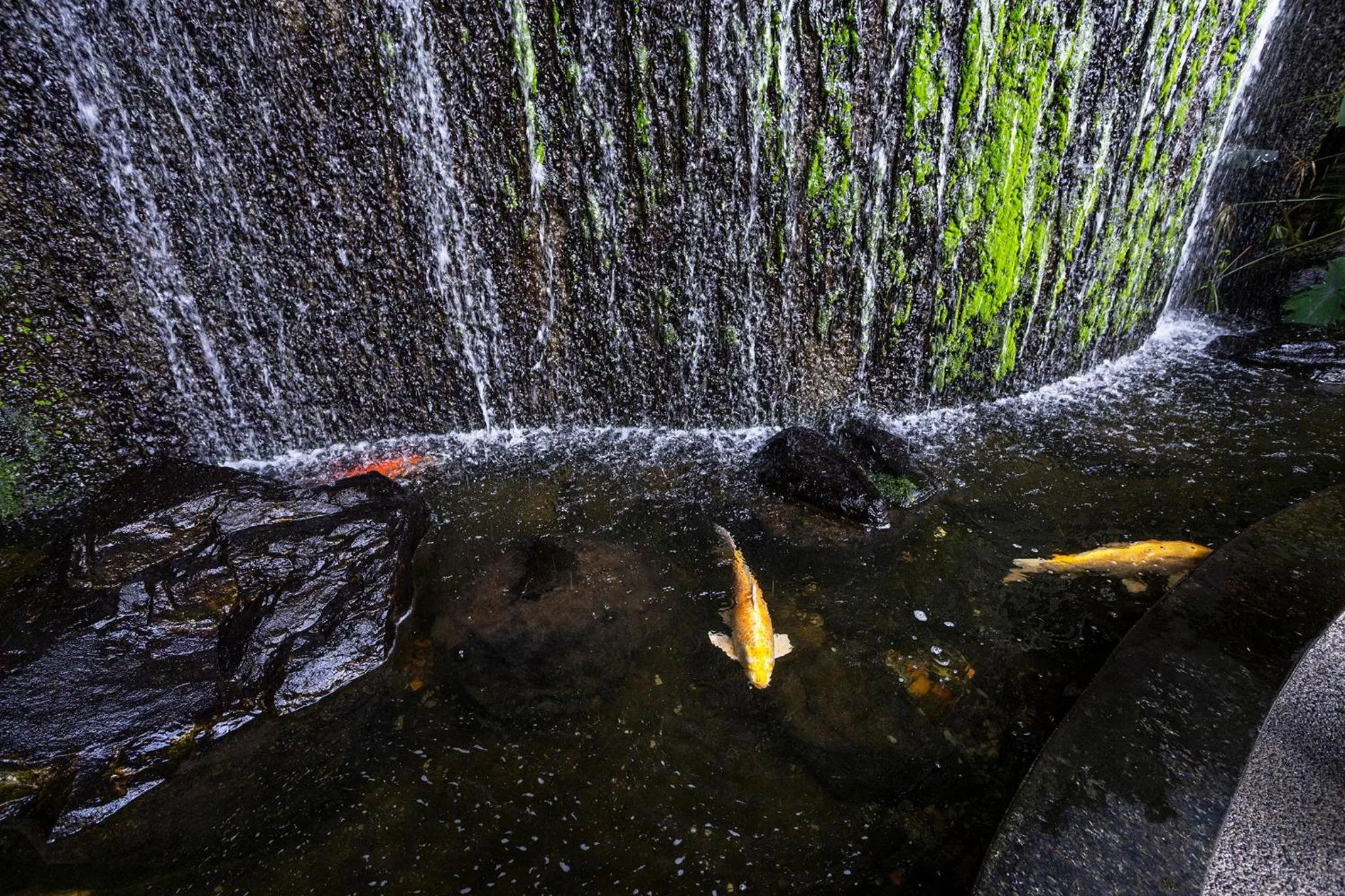 Natural landscape in Nikkey Palace Hotel