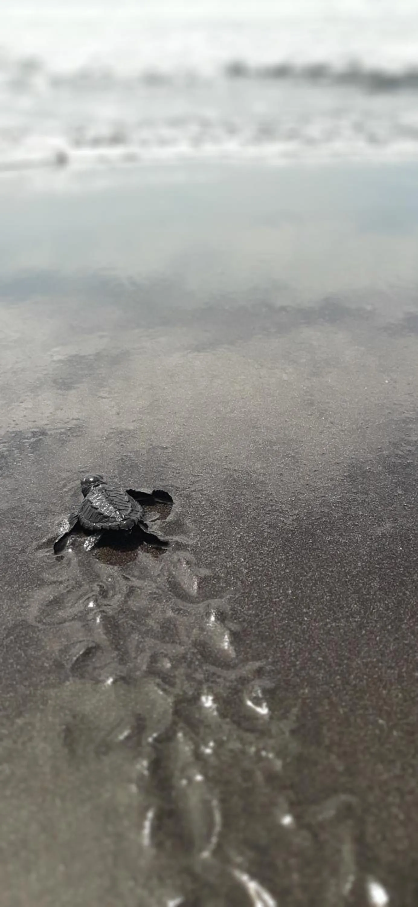 Activities in Olas Permanentes El Zonte