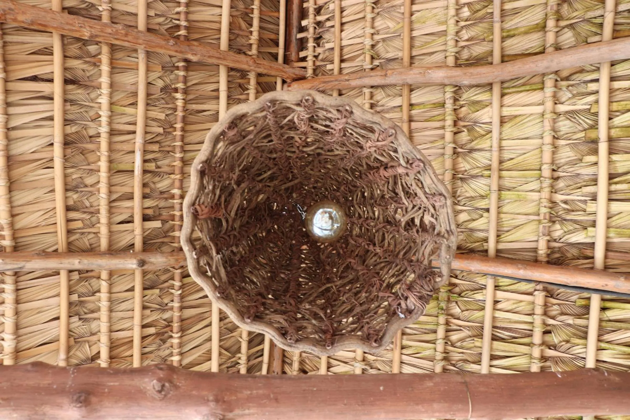 Animals in Olas Permanentes El Zonte