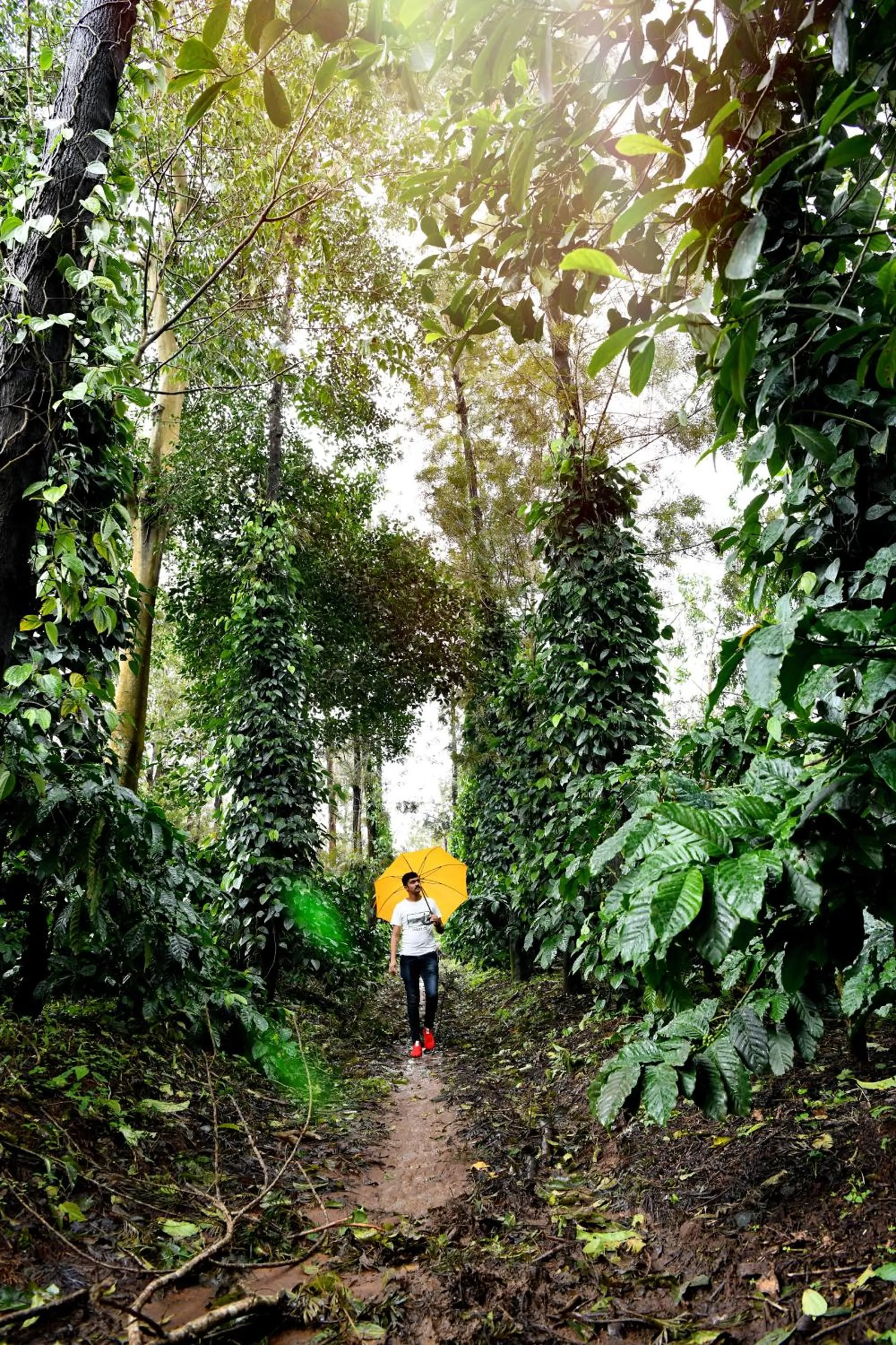 Natural landscape in Unlock By Goldfinch Sakaleshpur