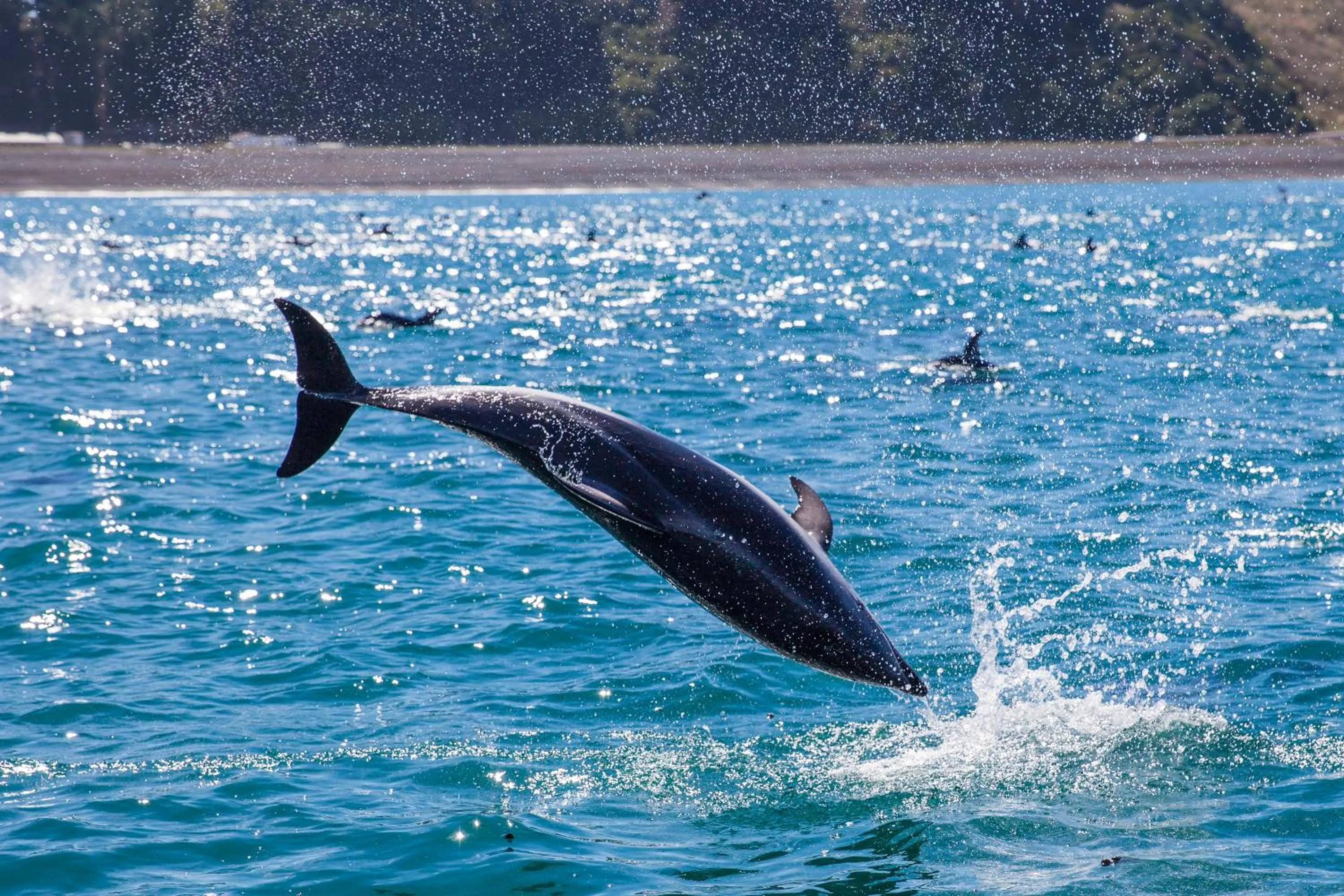 Animals in The Factory Luxury Accomodation