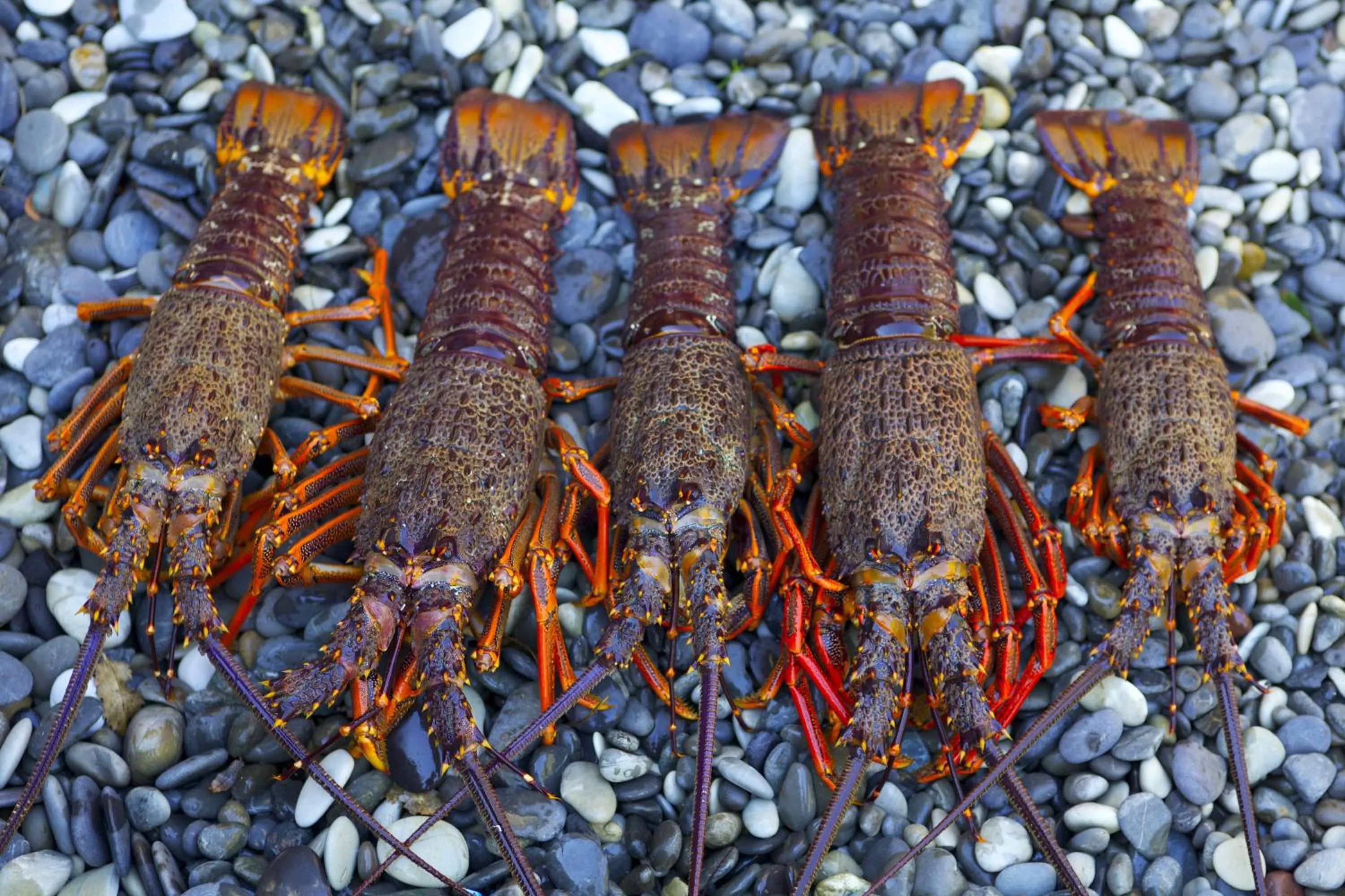 Fishing in The Factory Luxury Accomodation