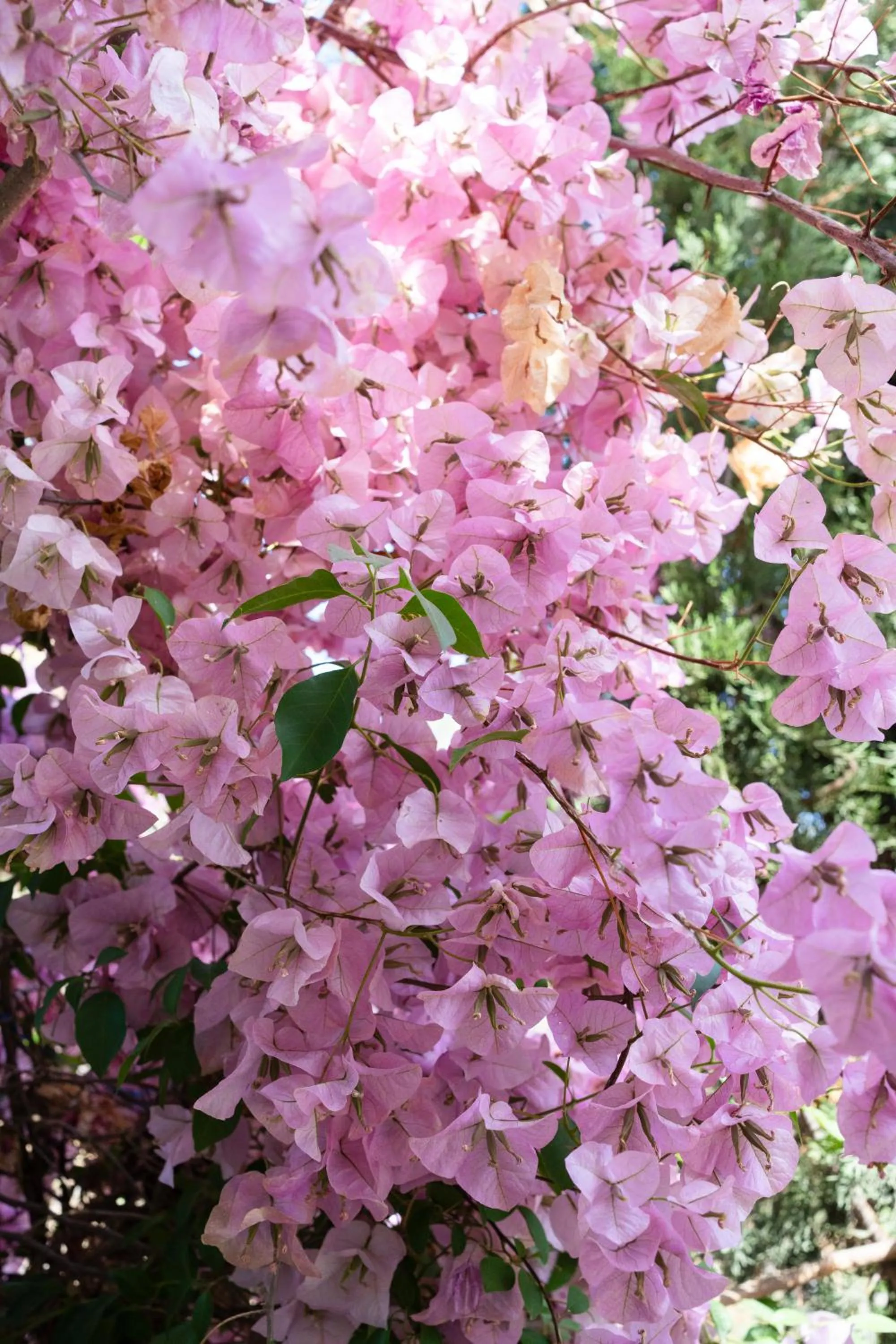 Day in The Bougainvillea Retreat - A Luxury Private Pool Villa in Dehradun