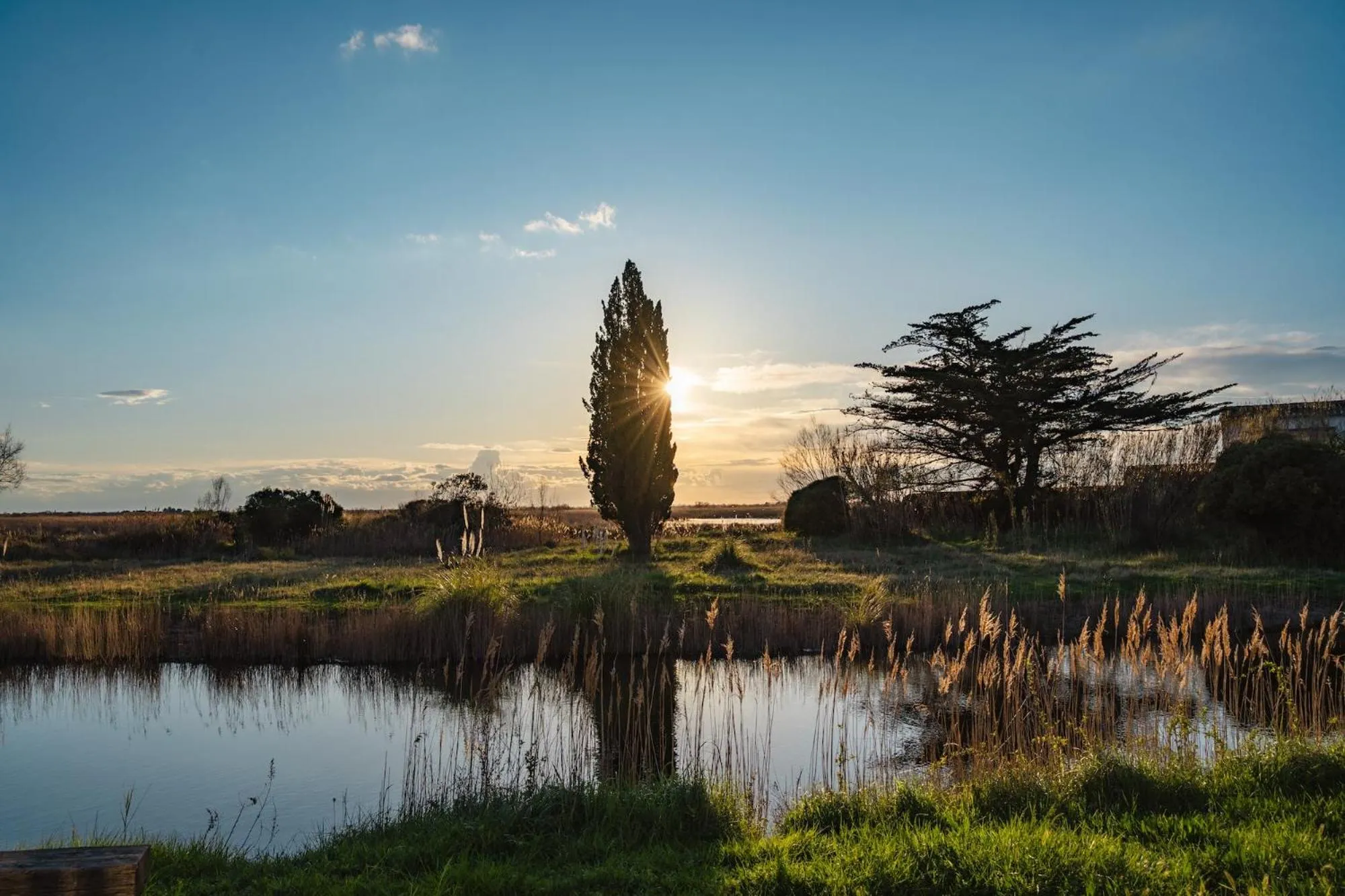 Spring in Mas du Couvin, maison d'hôtes en Camargue