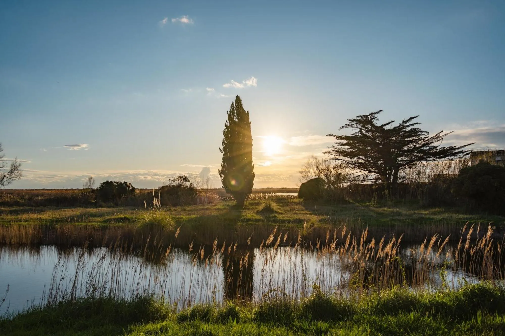 Spring in Mas du Couvin, maison d'hôtes en Camargue