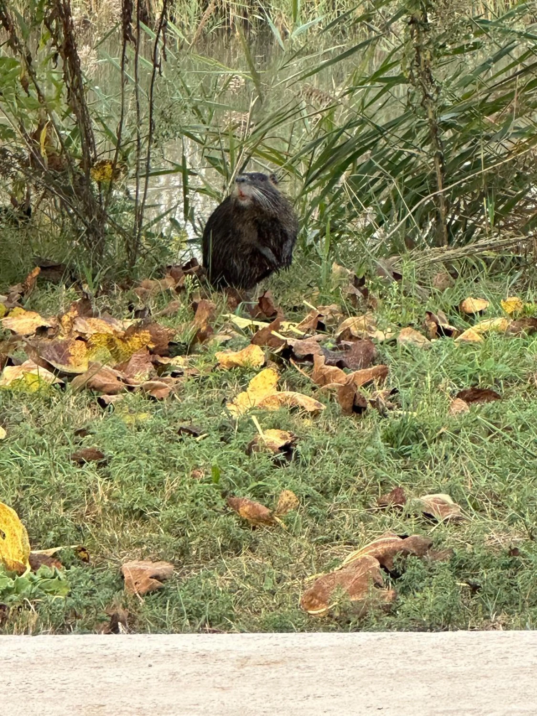 On site in Mas du Couvin, maison d'hôtes en Camargue