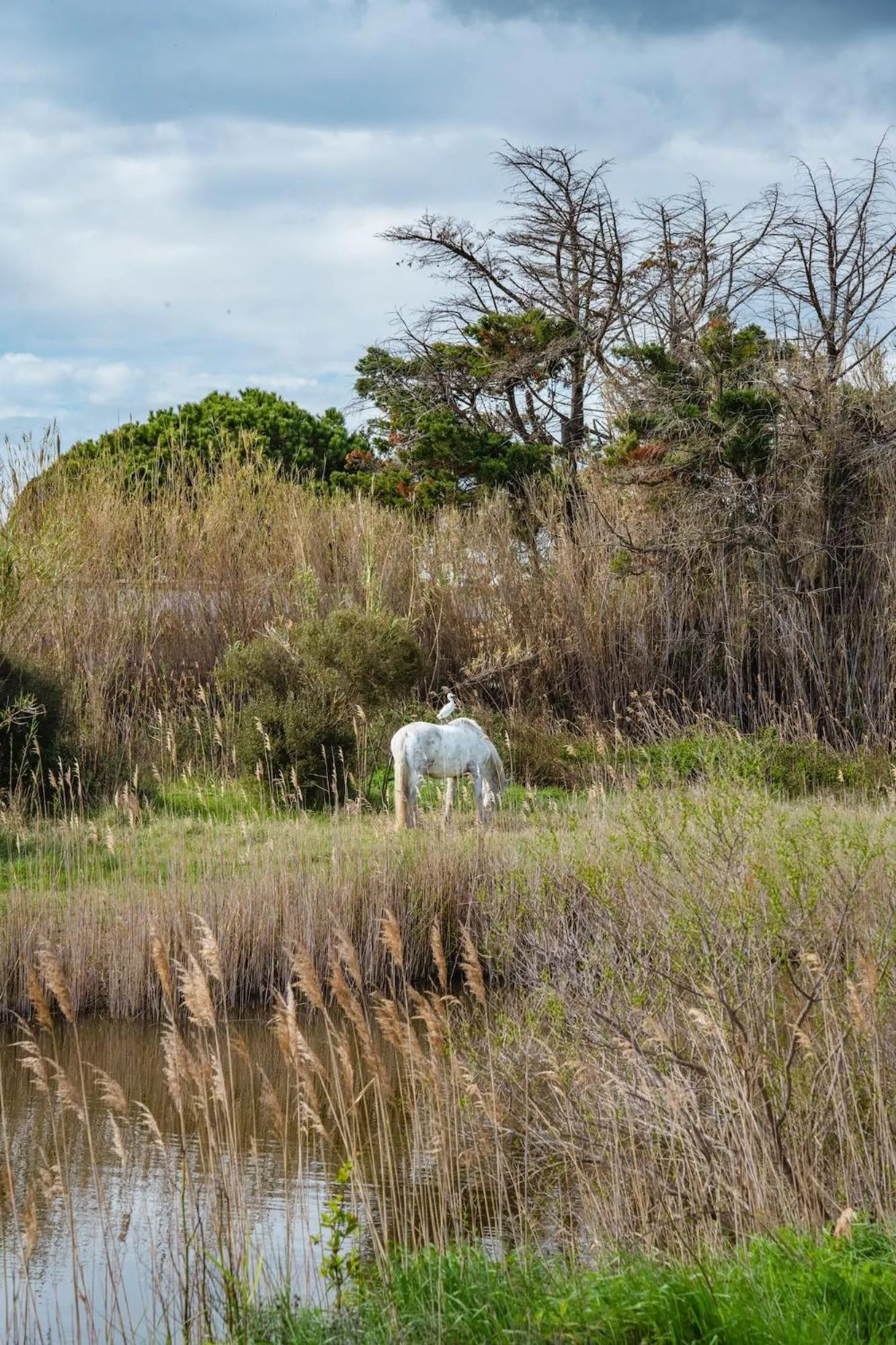 Pets in Mas du Couvin, maison d'hôtes en Camargue