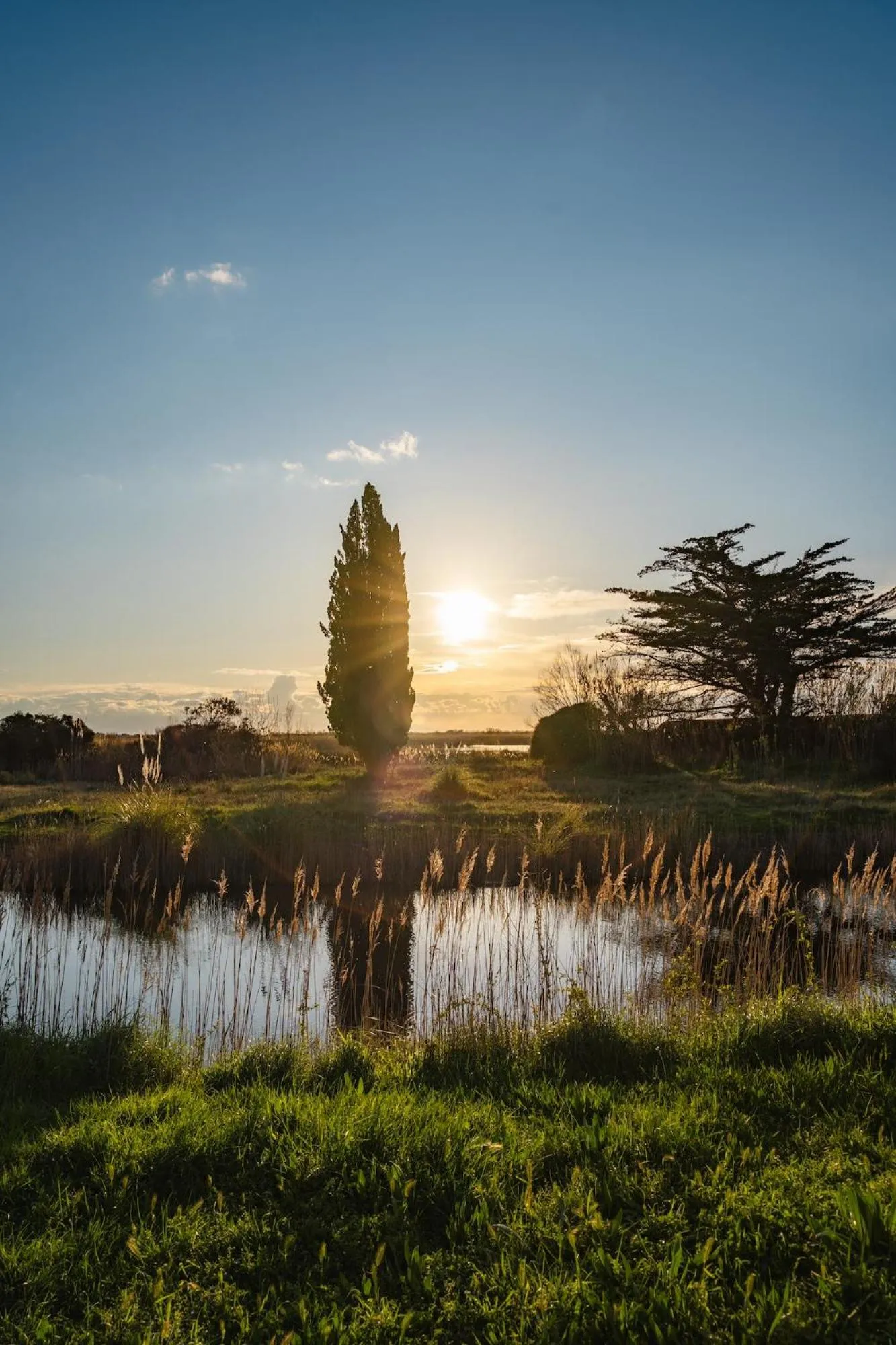 Spring in Mas du Couvin, maison d'hôtes en Camargue