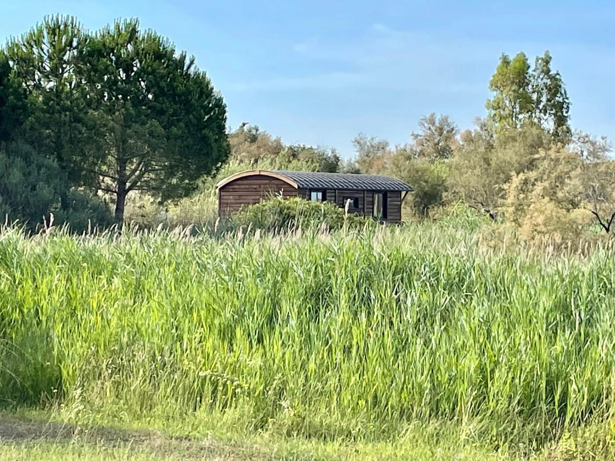 Natural landscape in Mas du Couvin, maison d'hôtes en Camargue