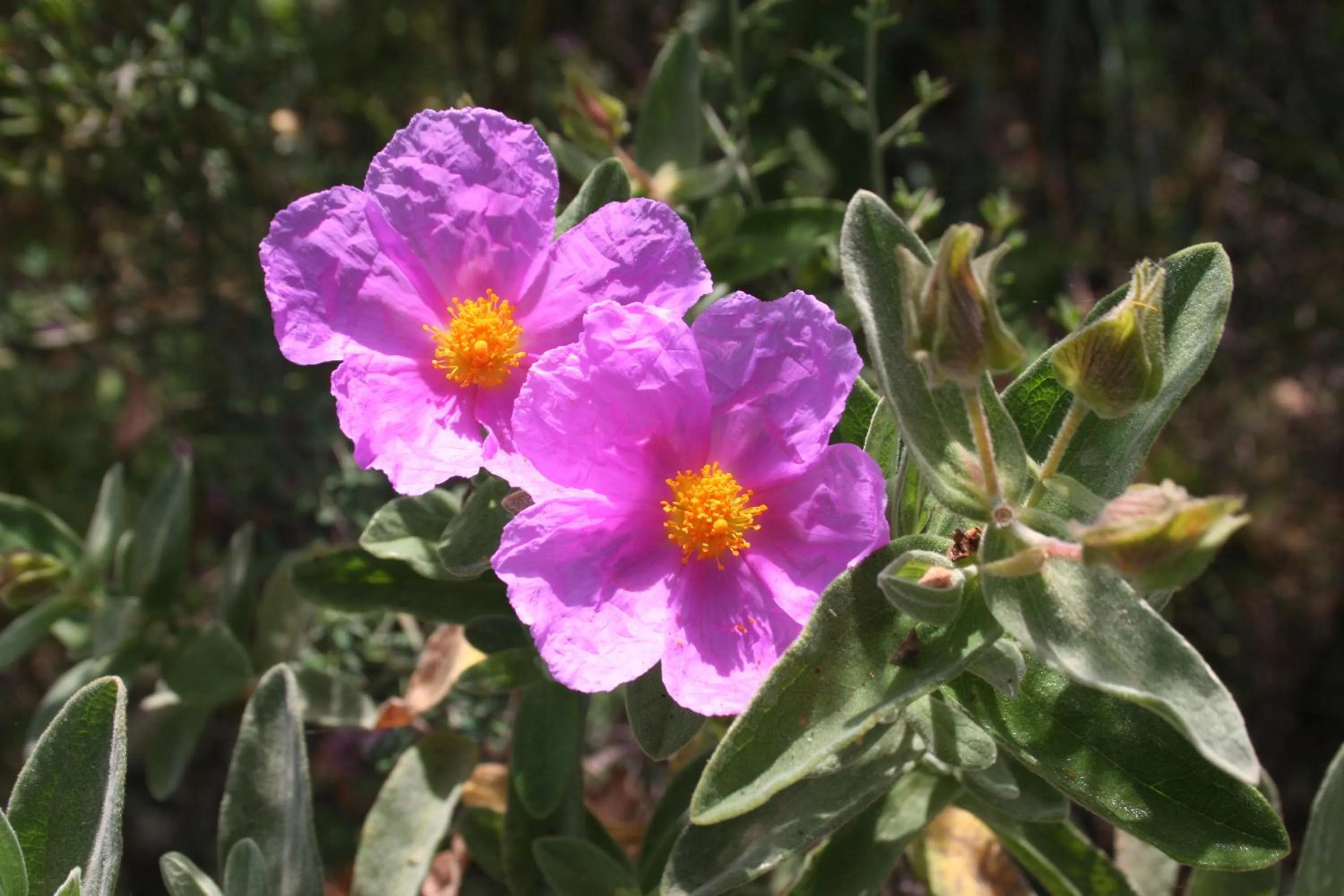 Day in Villa La Conchiglia Rooms