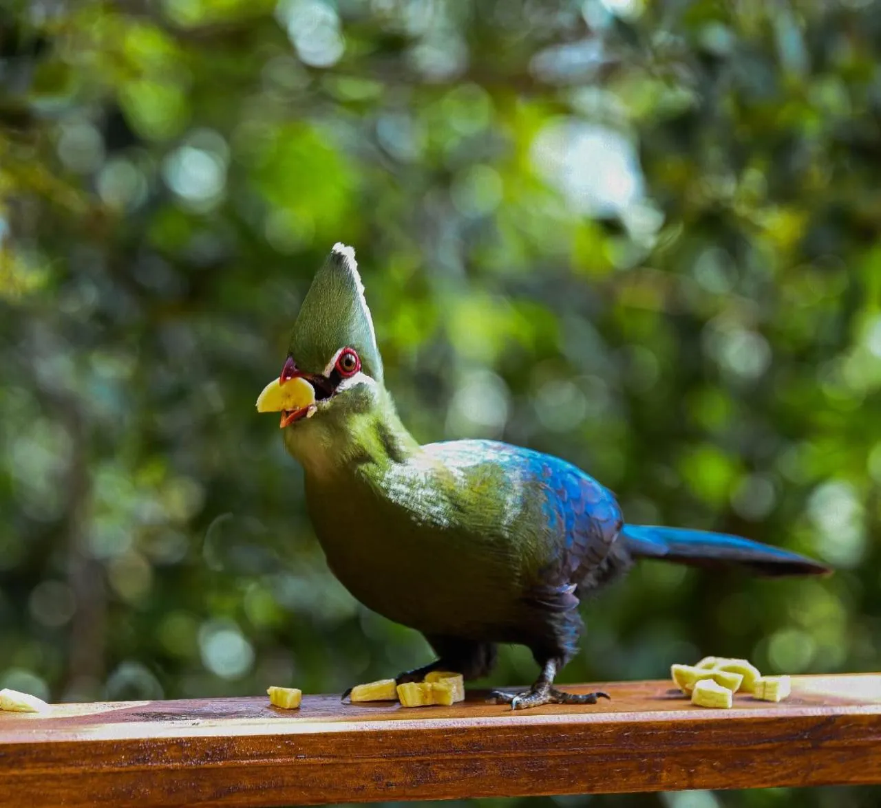 Property building in Forest Hill Wilderness