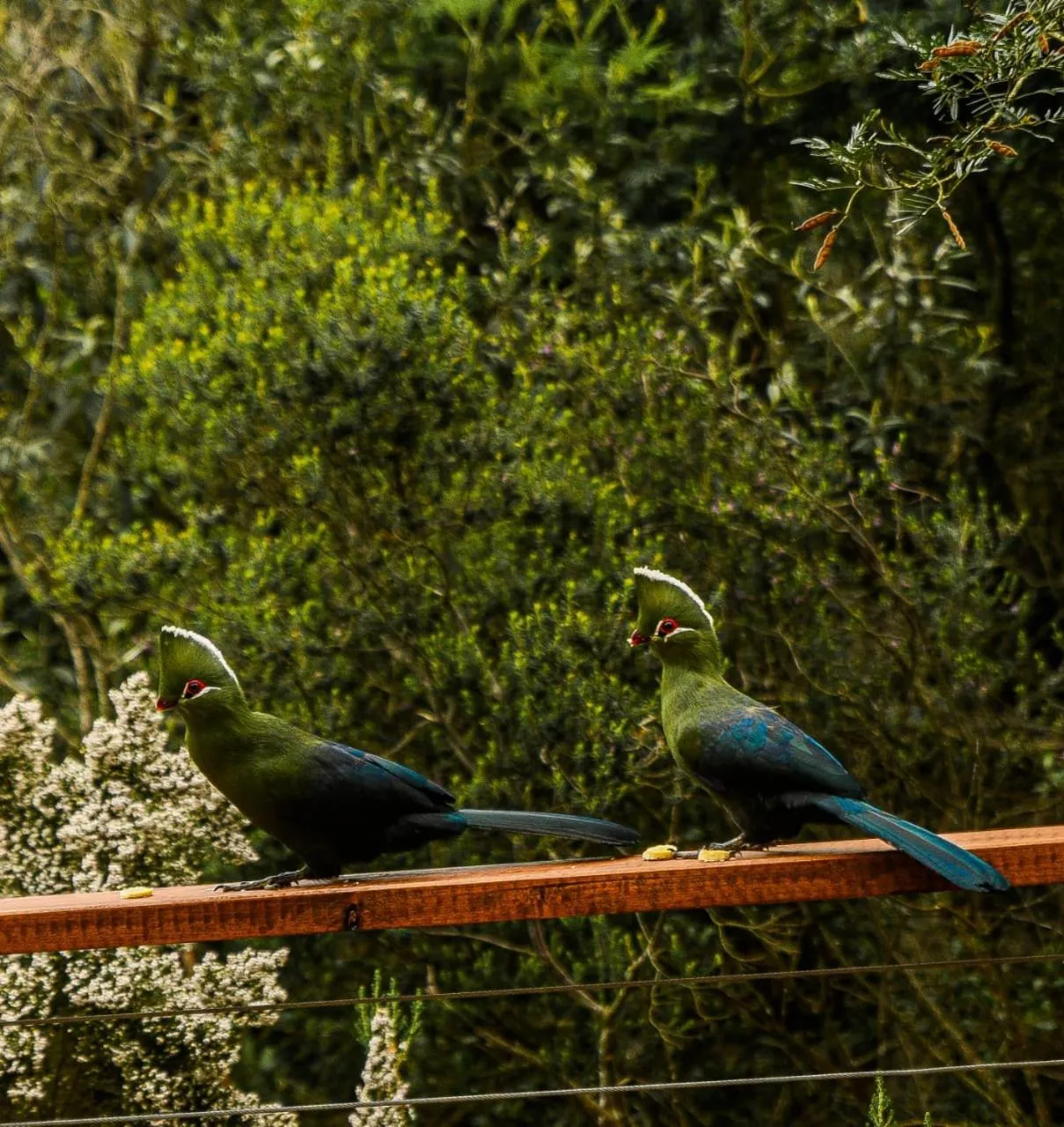Property building in Forest Hill Wilderness