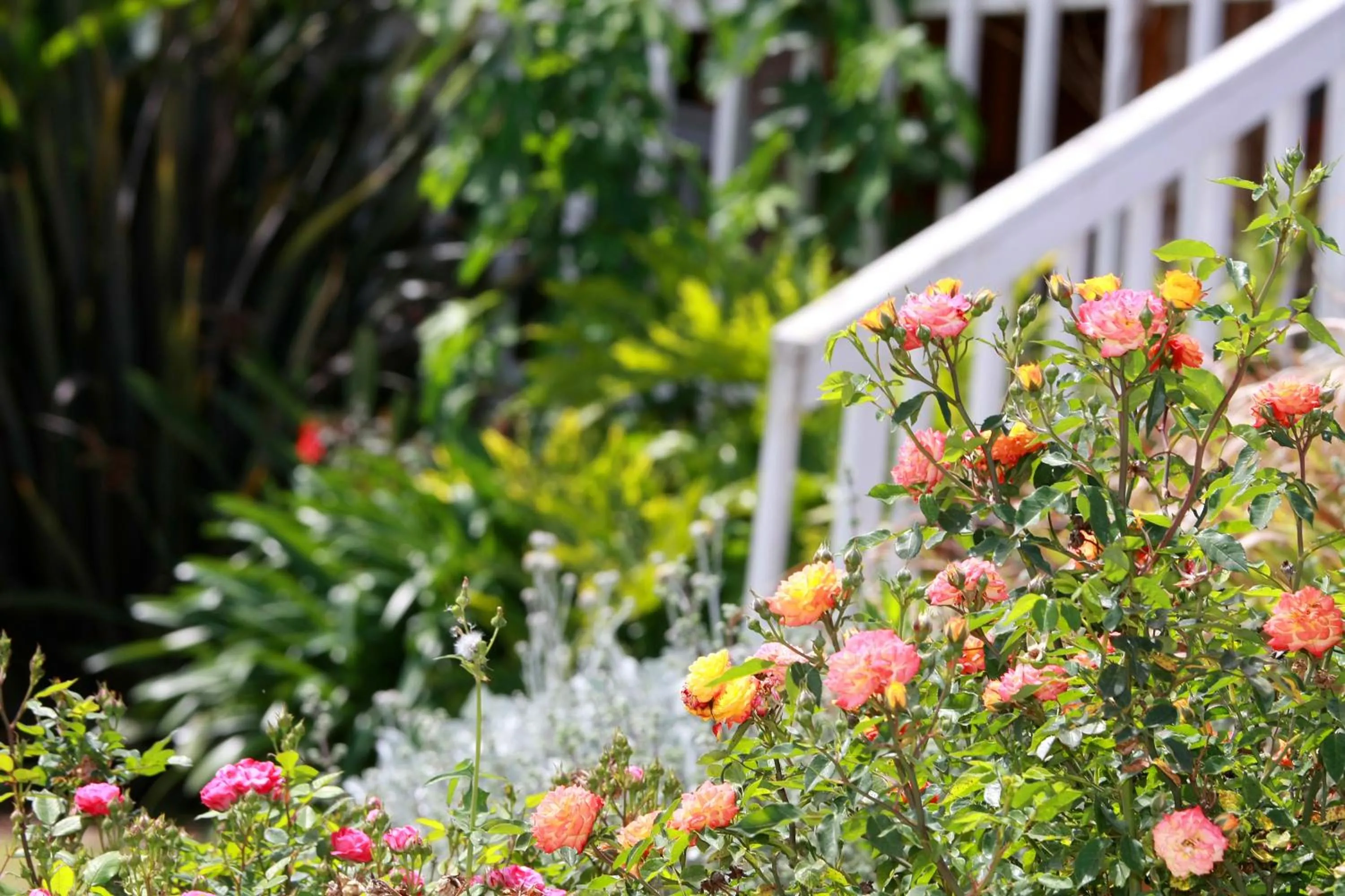 Garden in The Beautiful Cabins