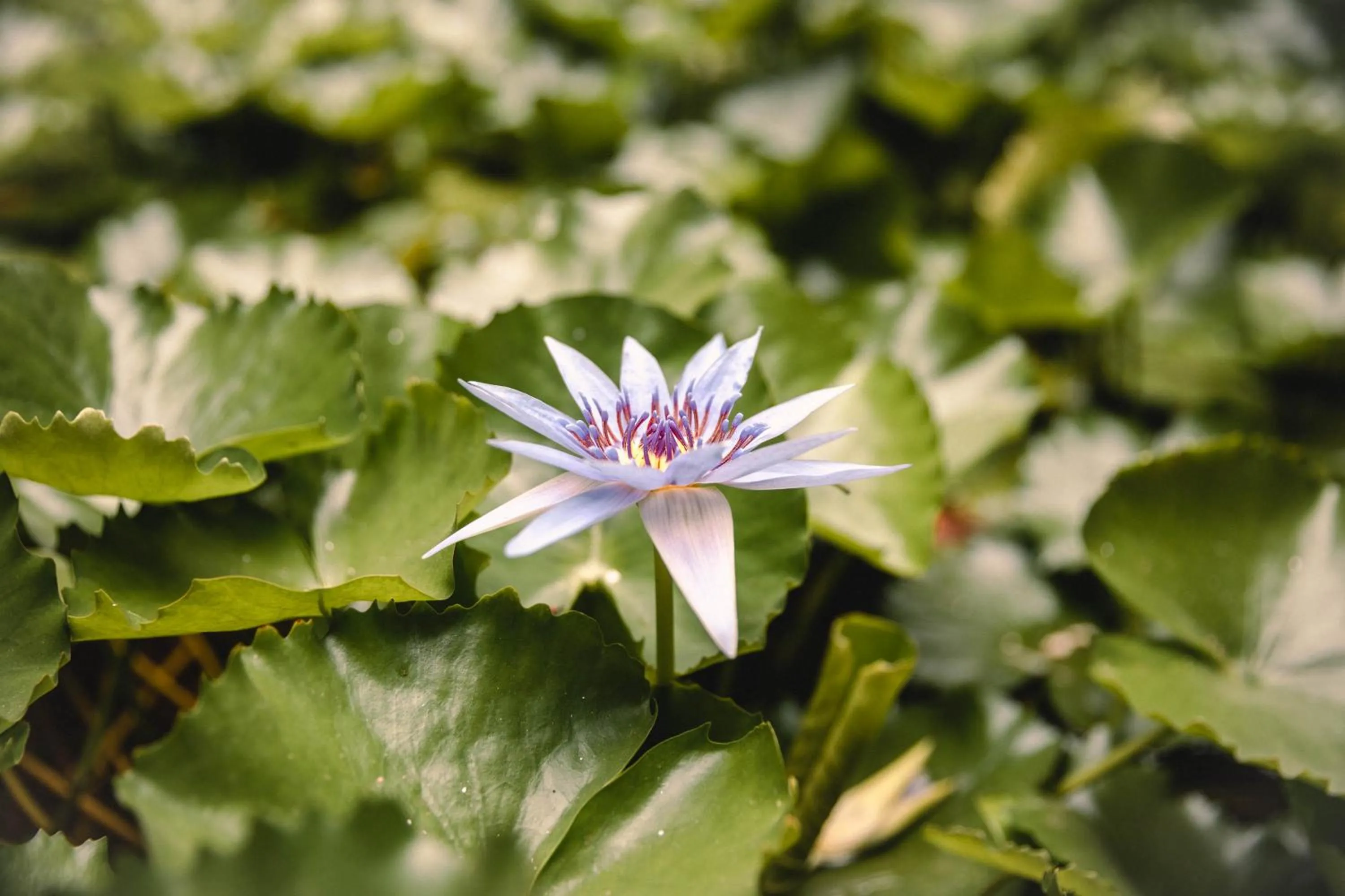 Garden in Flamboyant Diani Beach