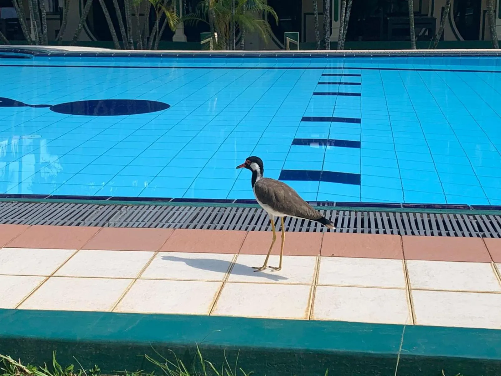 Swimming pool in Sagarika Beach Hotel