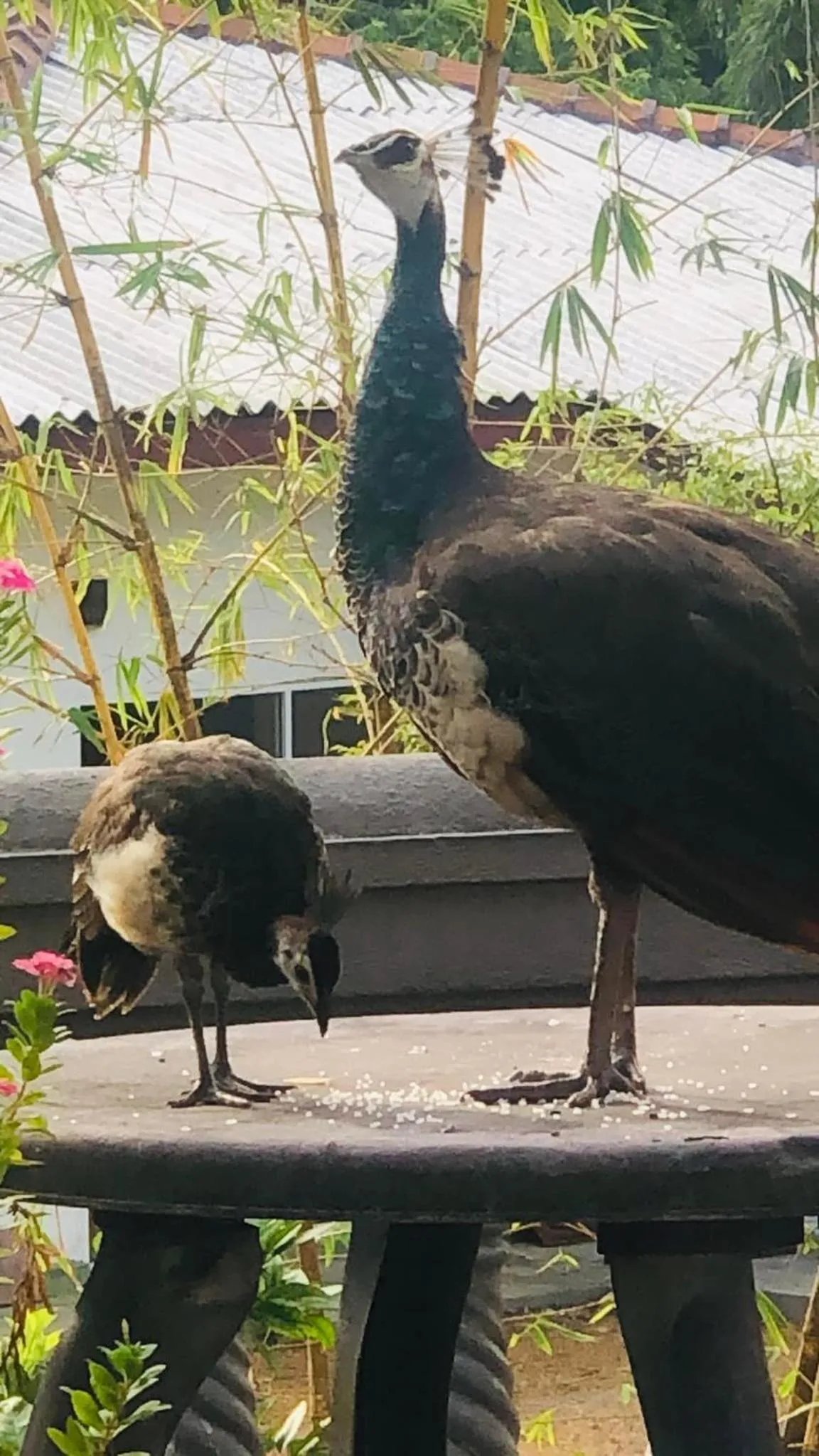Animals in Sagarika Beach Hotel