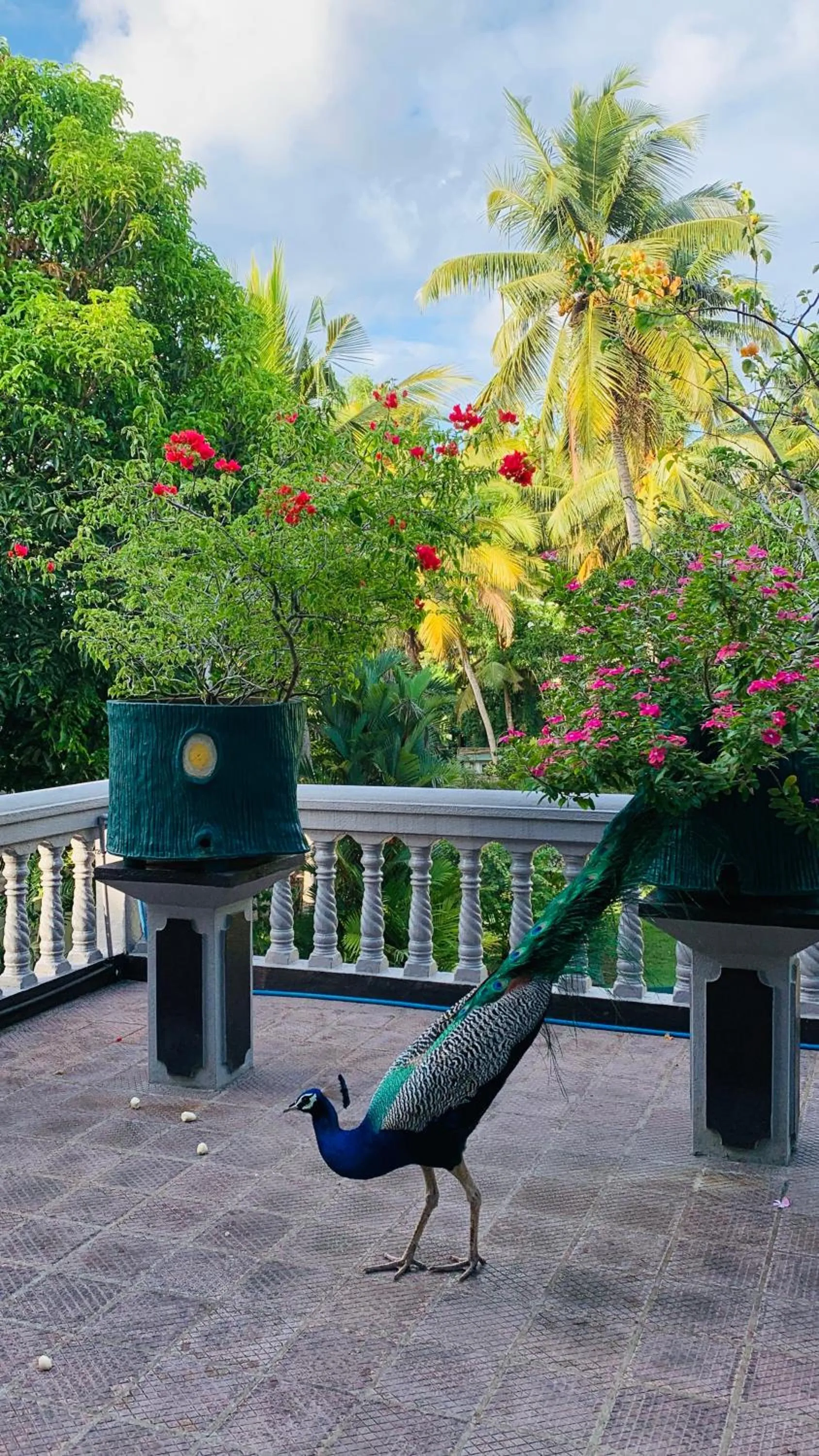 Animals in Sagarika Beach Hotel