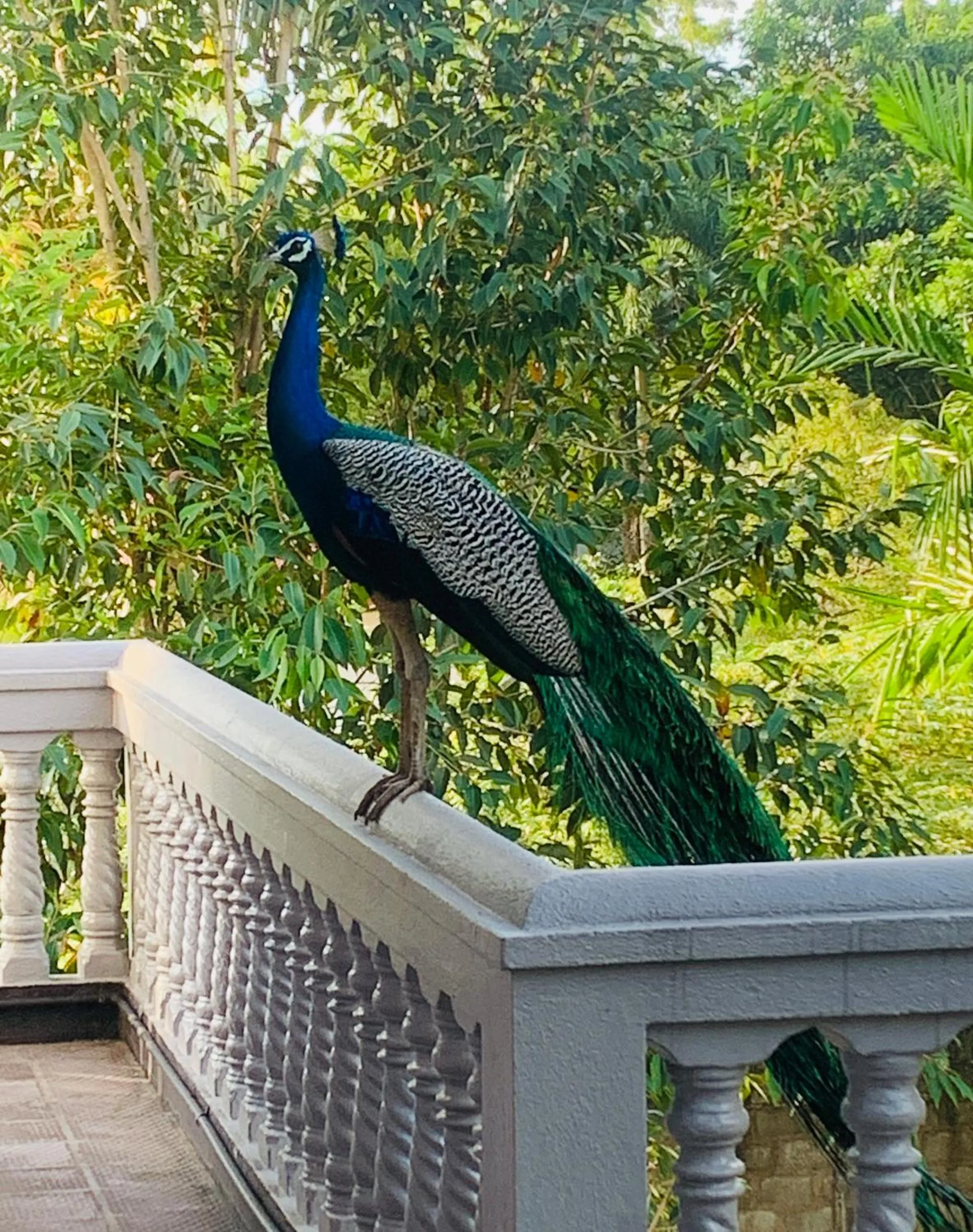 Animals in Sagarika Beach Hotel