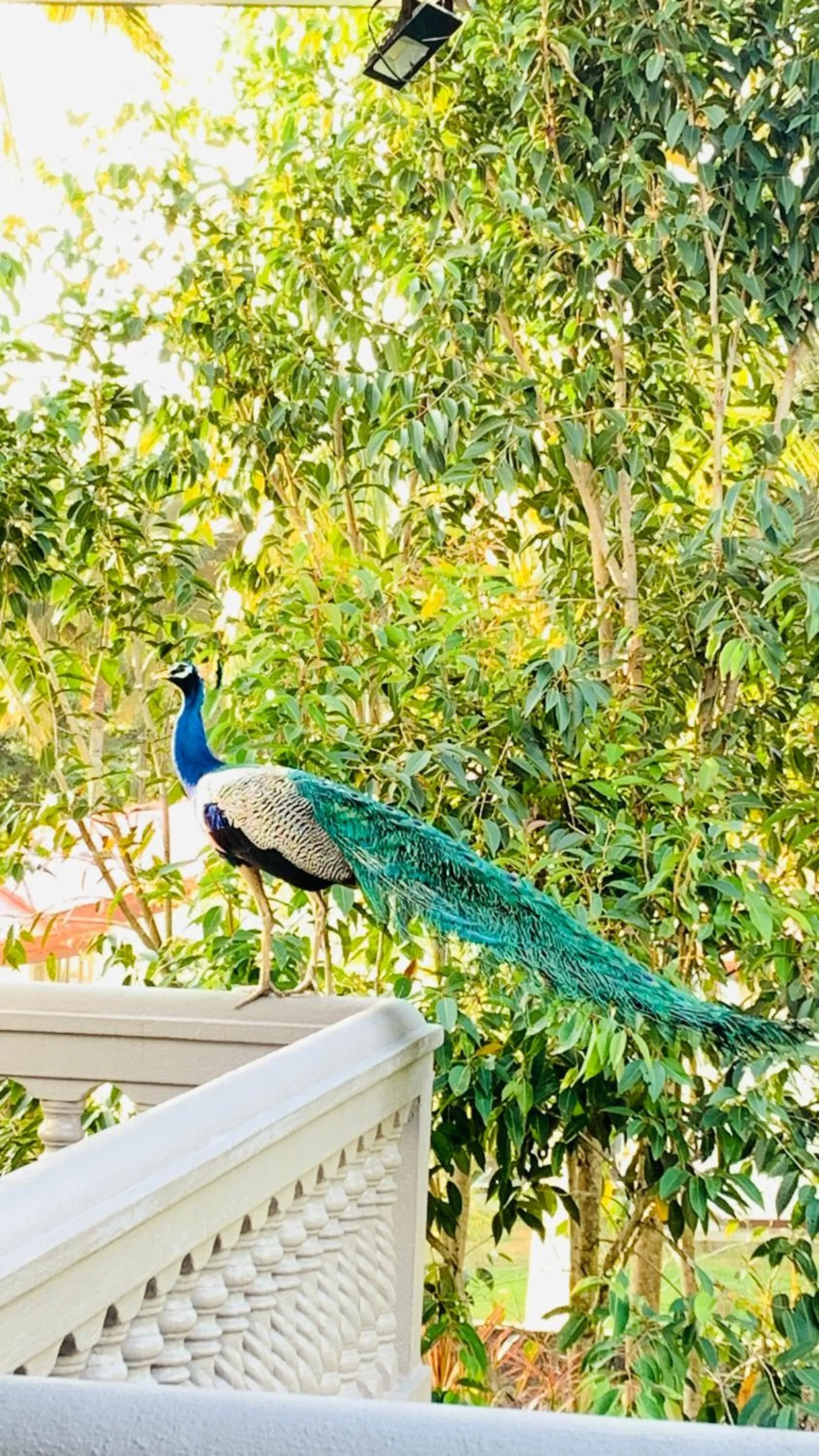 Animals in Sagarika Beach Hotel