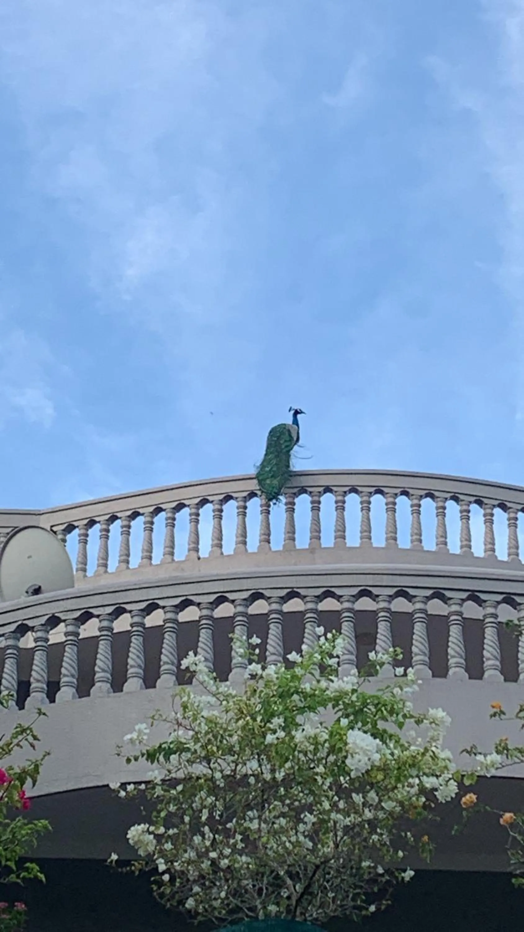 Animals in Sagarika Beach Hotel