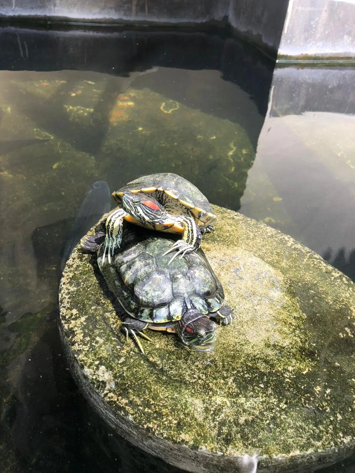 Lafala Hotel & Service Apartment