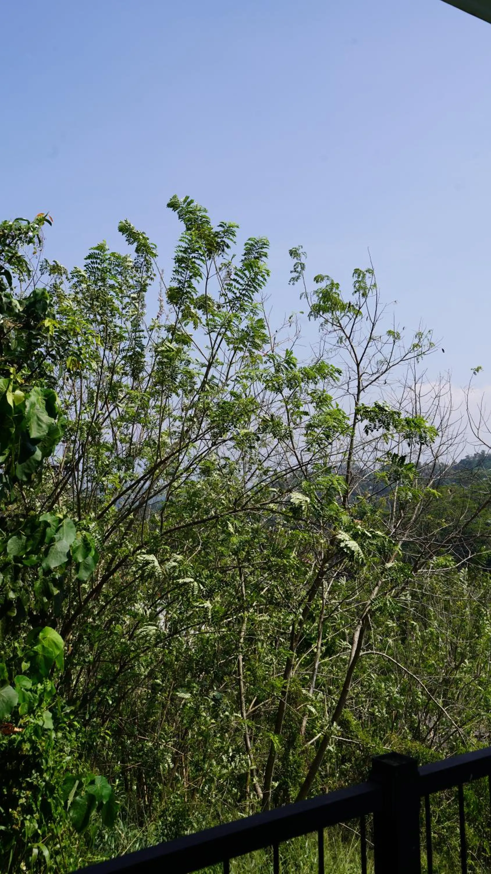 View (from property/room) in Hanthana House
