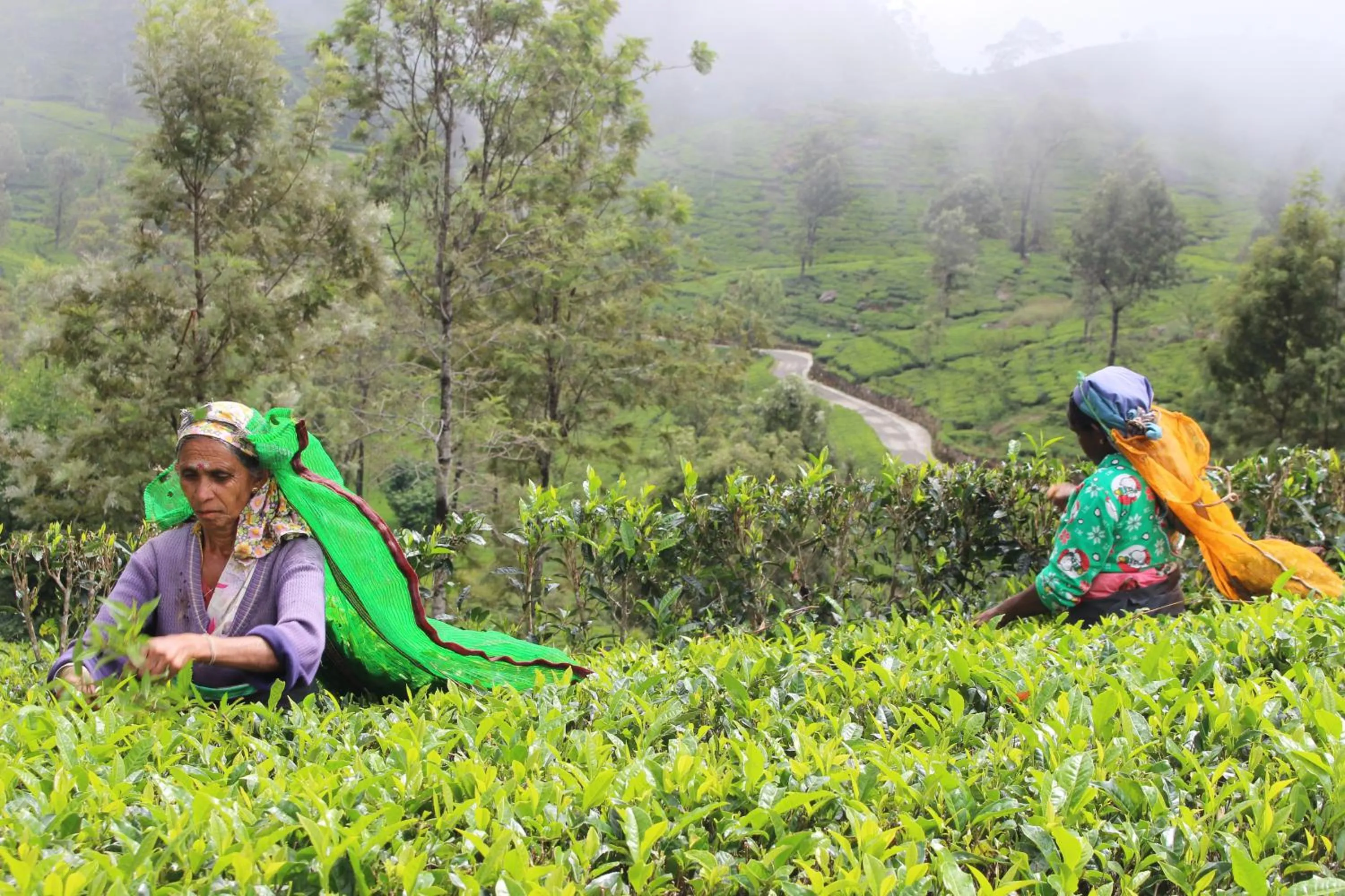 Nearby landmark in The Mist Holiday Bungalow
