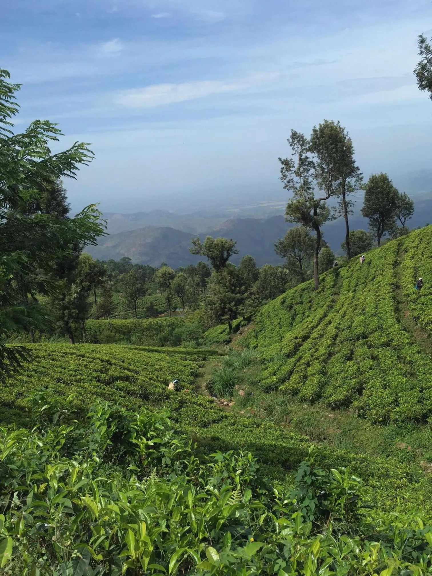 Natural landscape in The Mist Holiday Bungalow