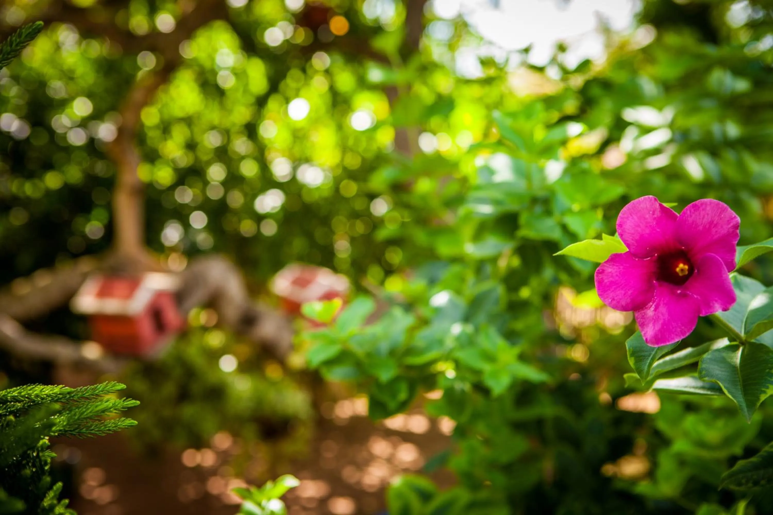 Garden in Vida do Mar