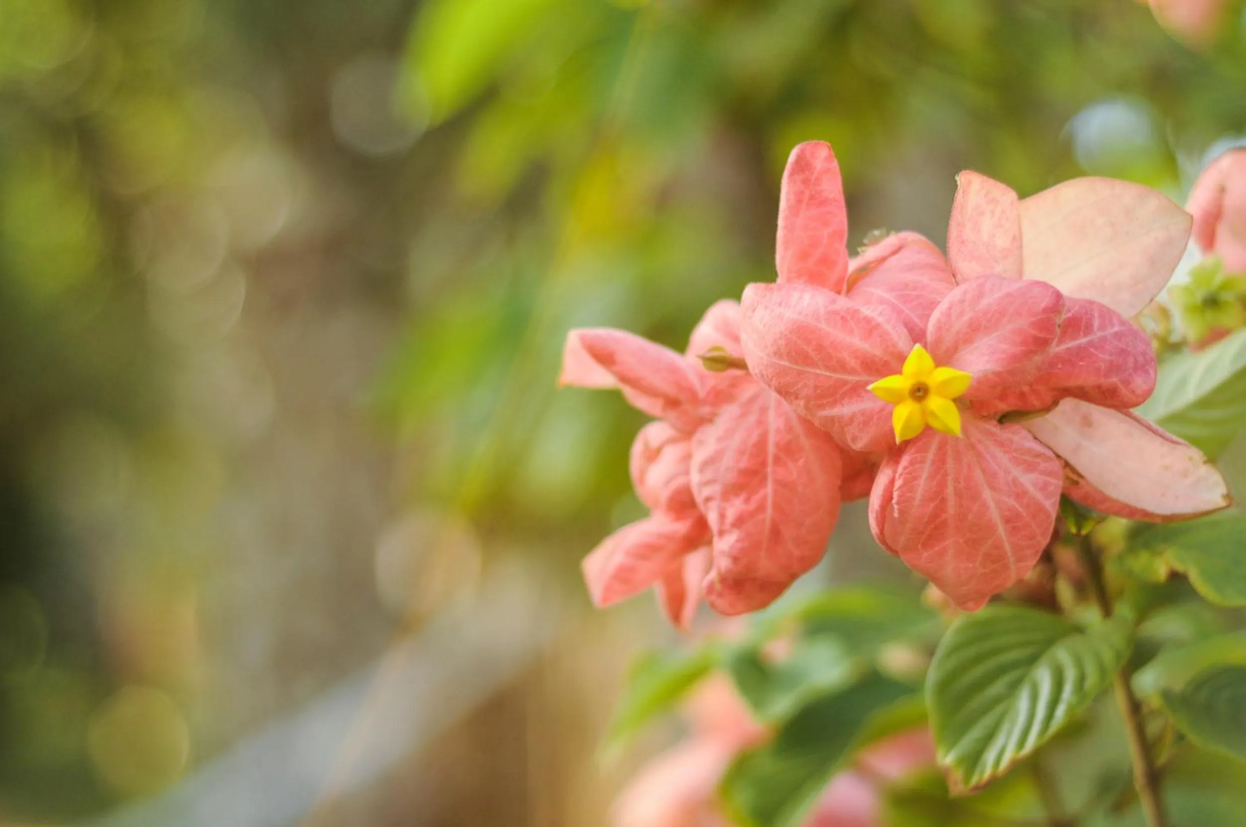Patio in Vida do Mar