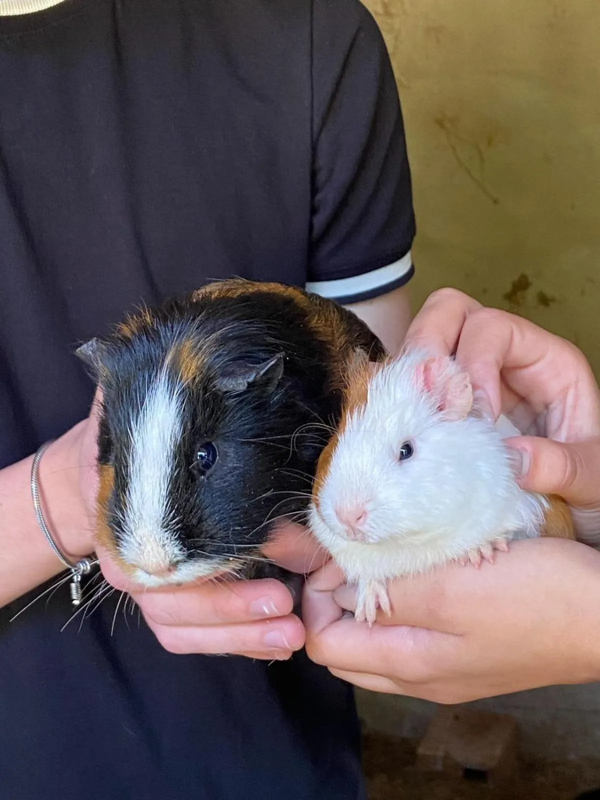 Fazenda Suica Le Canton