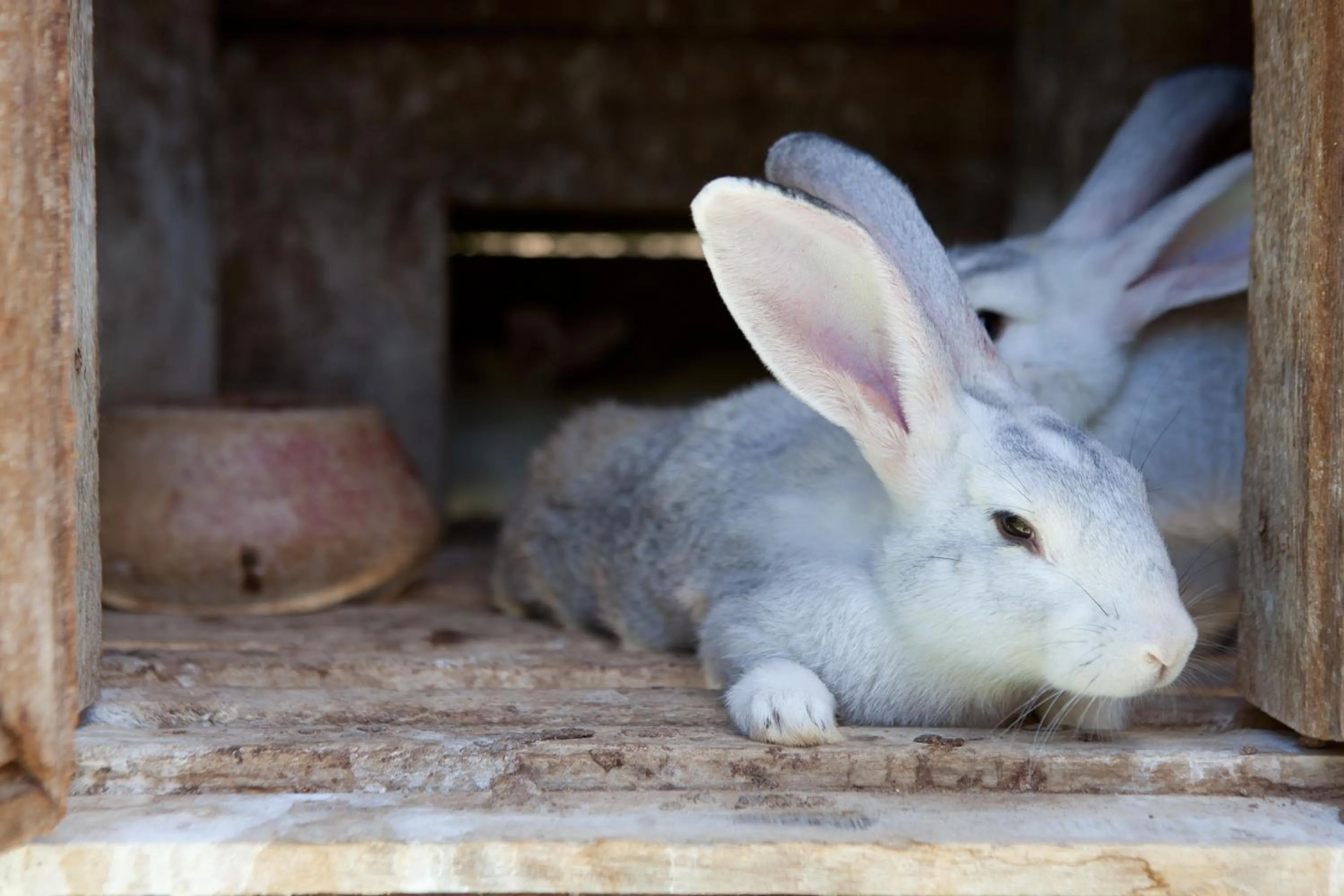 Animals in Fazenda Suica Le Canton
