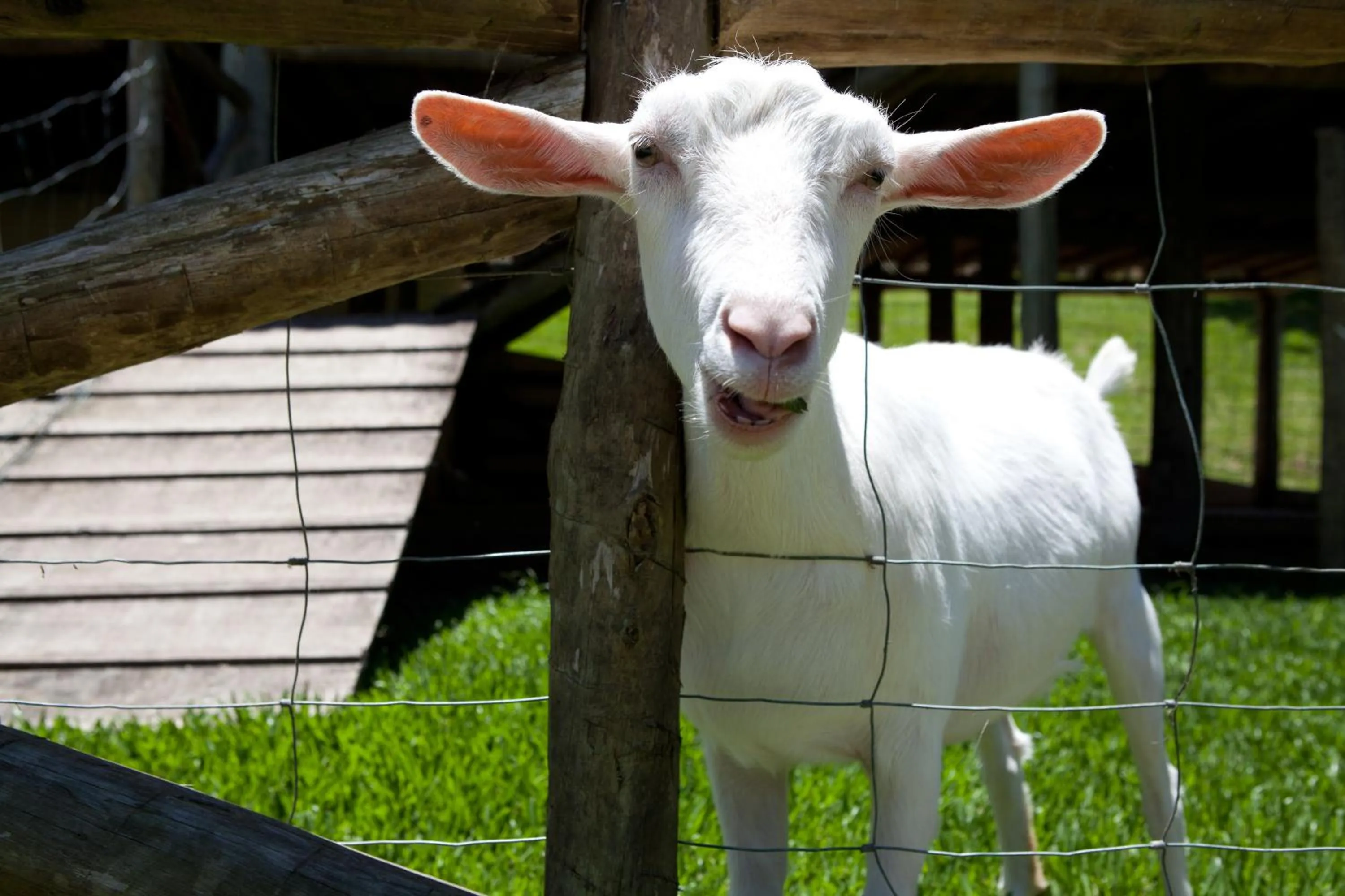 Animals in Fazenda Suica Le Canton