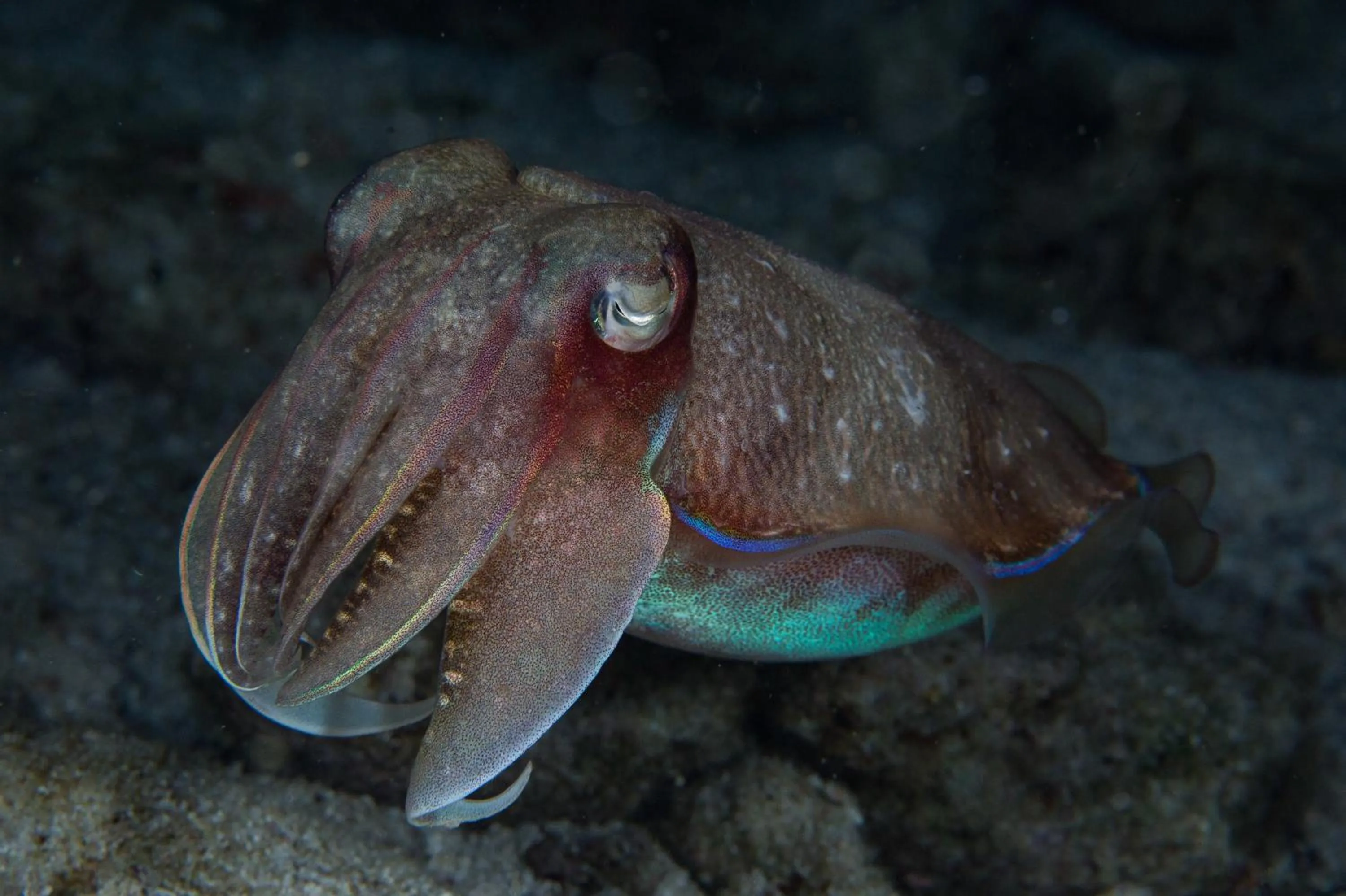 Diving in Cabagnow Seaside Resort