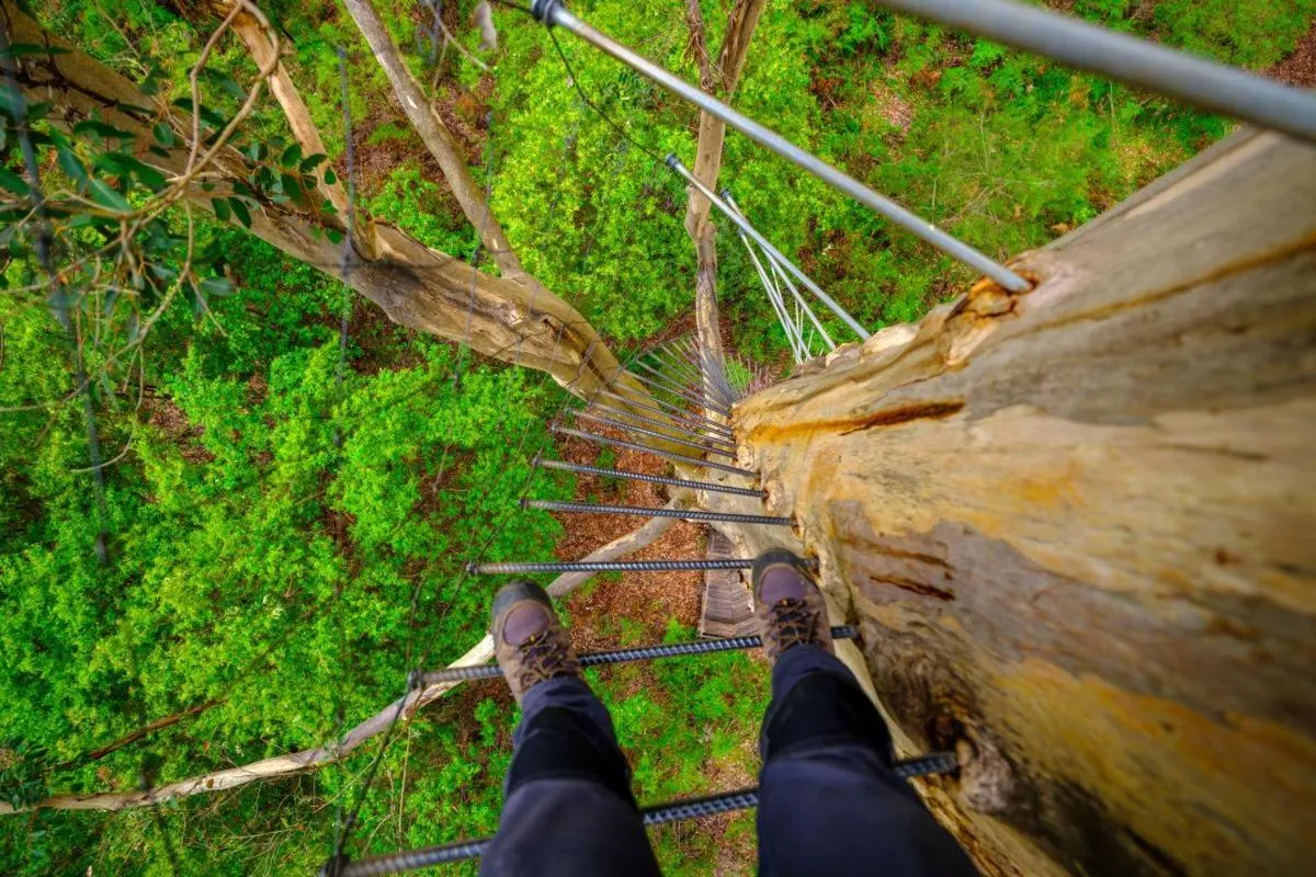 Nearby landmark in Gloucester Motel Pemberton Manjimup